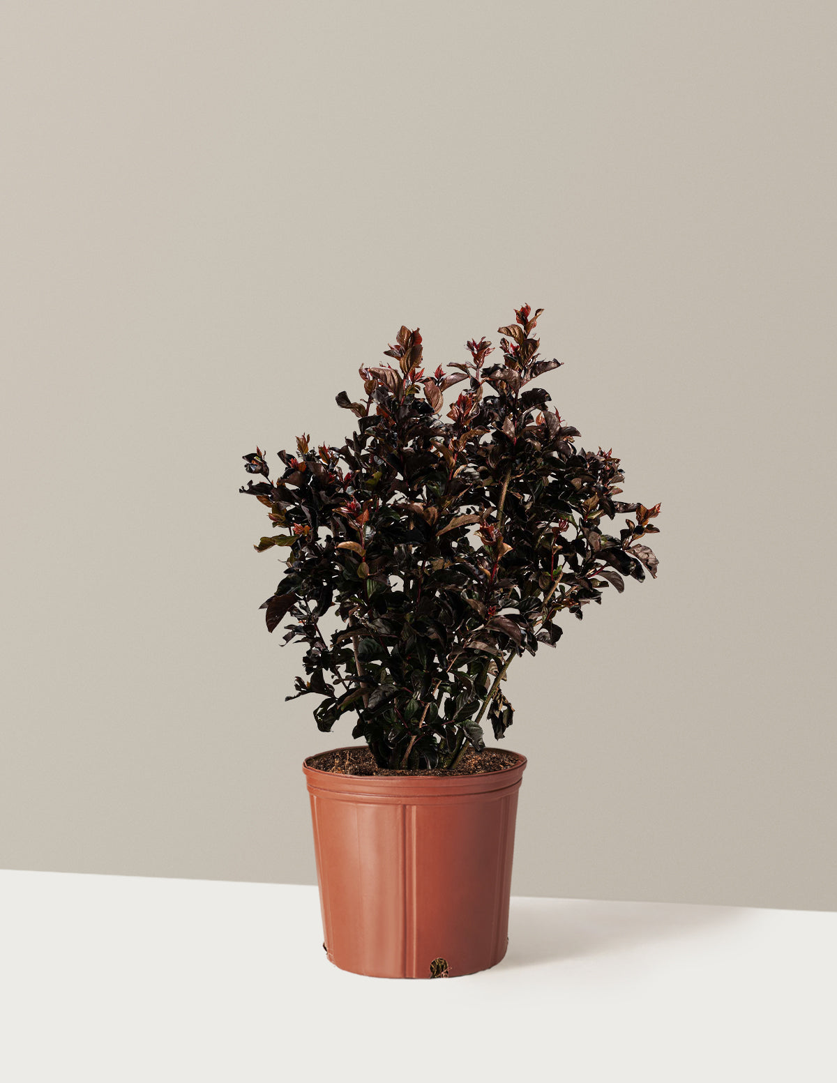 Thunderstruck™ Rumblin' Red™ Oya Ağacı (Crapemyrtle)