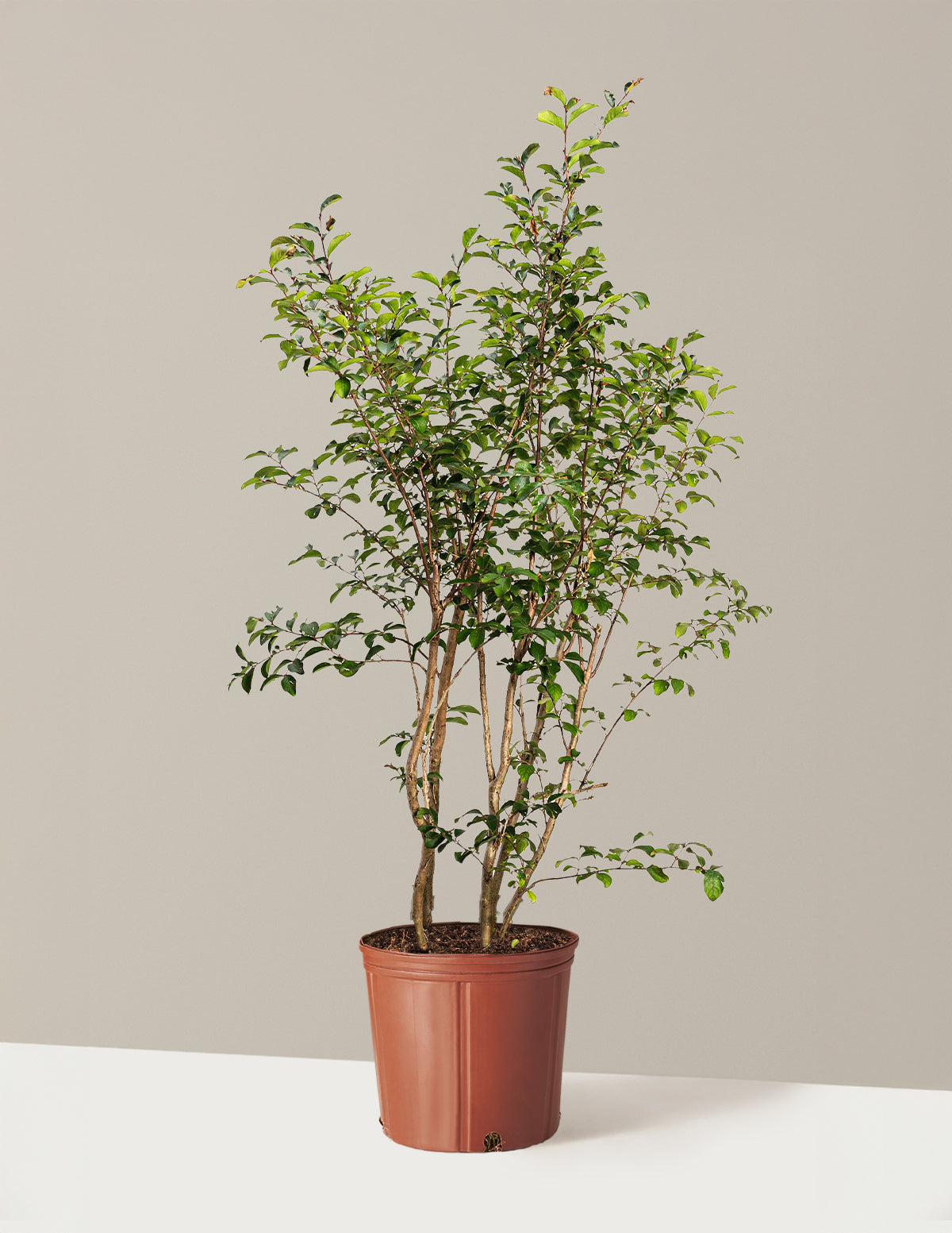 Tuscarora Crapemyrtle (Oya Ağacı)