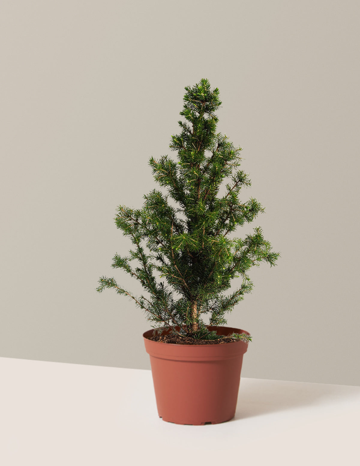 Dwarf Alberta Ladini