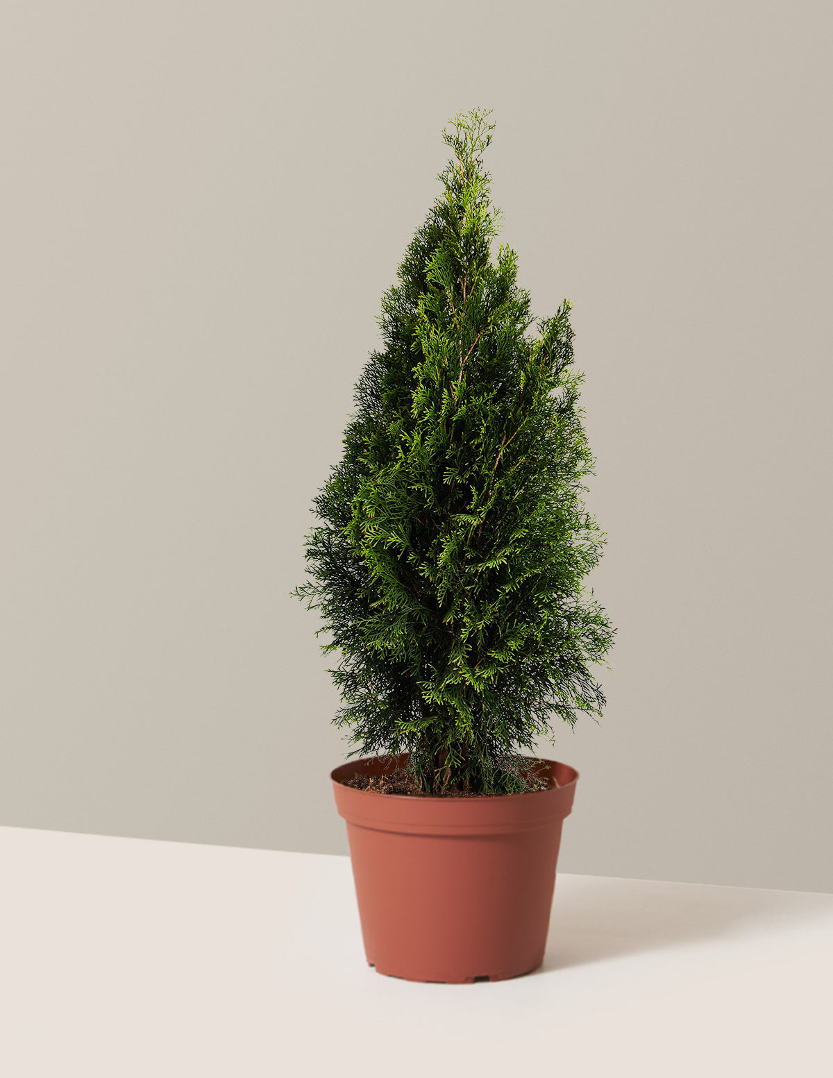 Emerald Green Arborvitae (Zümrüt Yeşil Mazı)