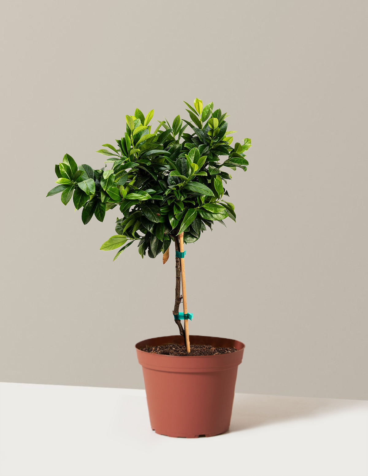 İngiliz Defnesi Topiary (Tek Top)
