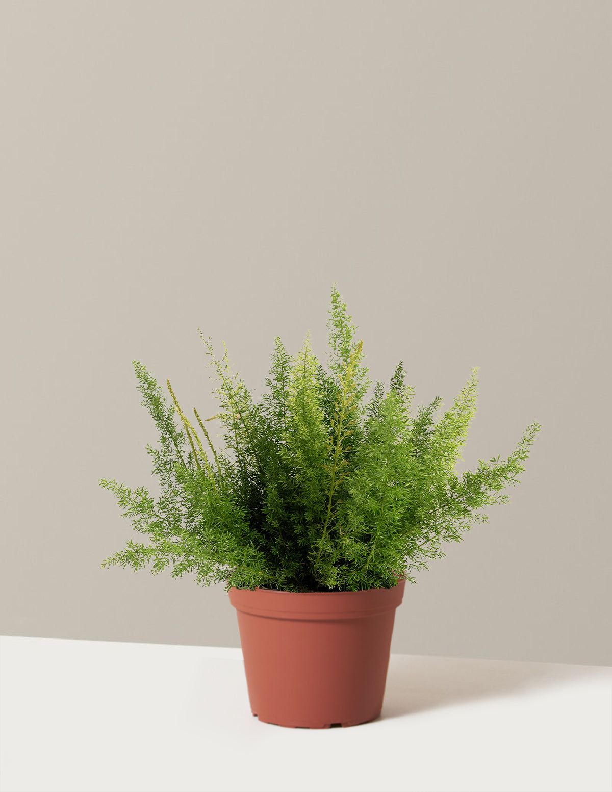 Tilki Kuyruğu Eğreltisi (Foxtail Fern)
