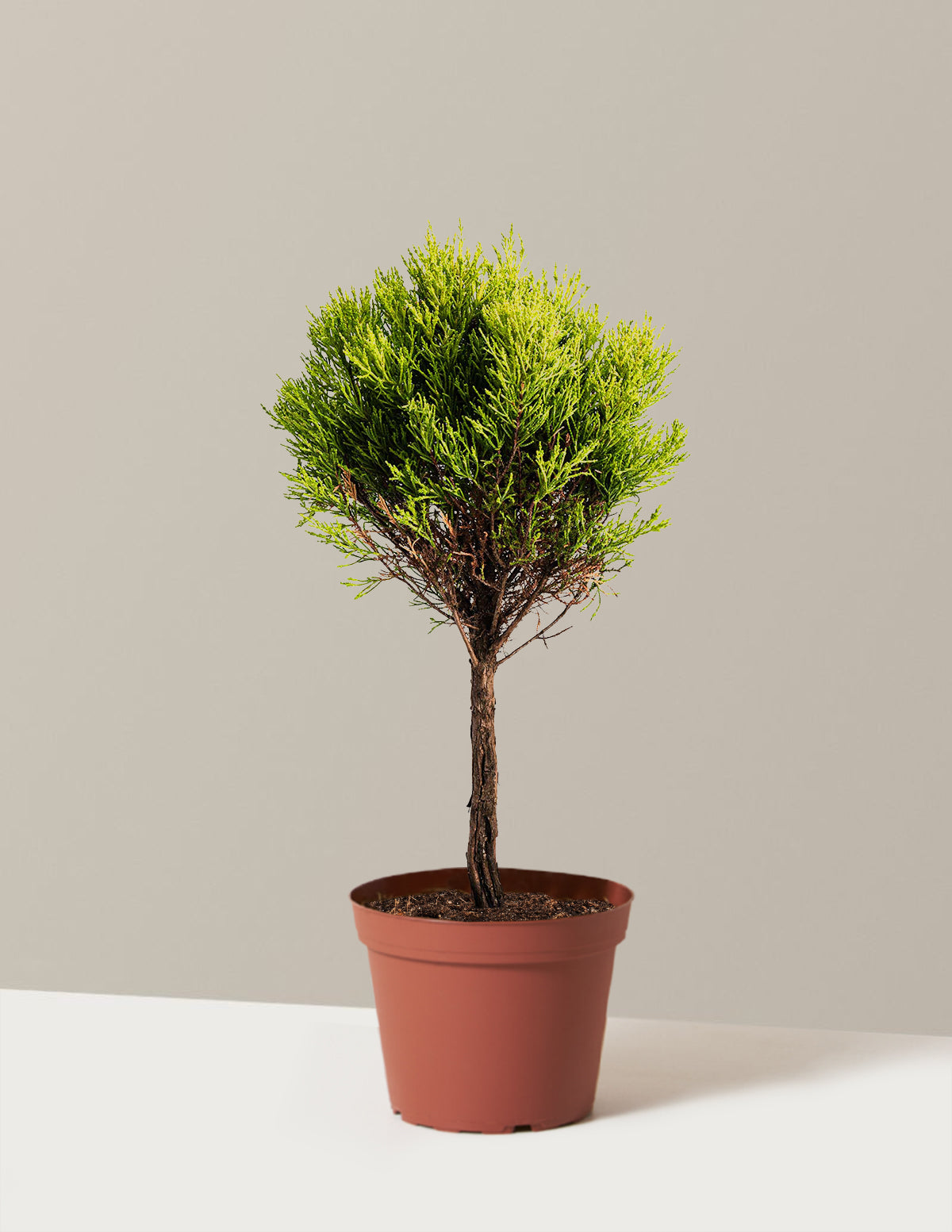 Limon Selvisi (Lemon Cypress) Topiary Ağacı