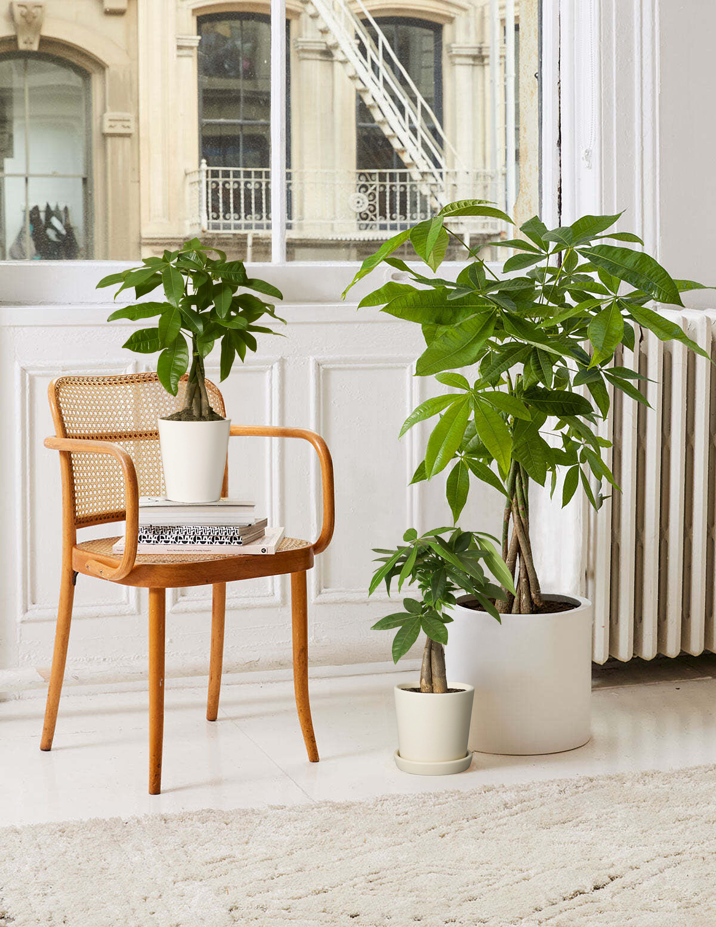 Para Ağacı (Money Tree)