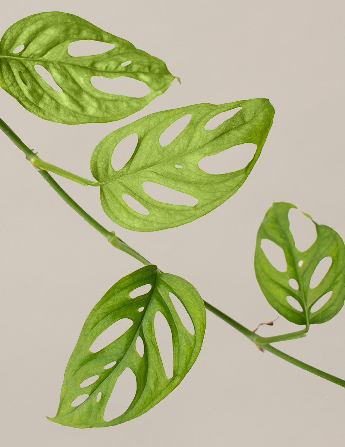 Monstera Adansonii (Deve Tabanı)