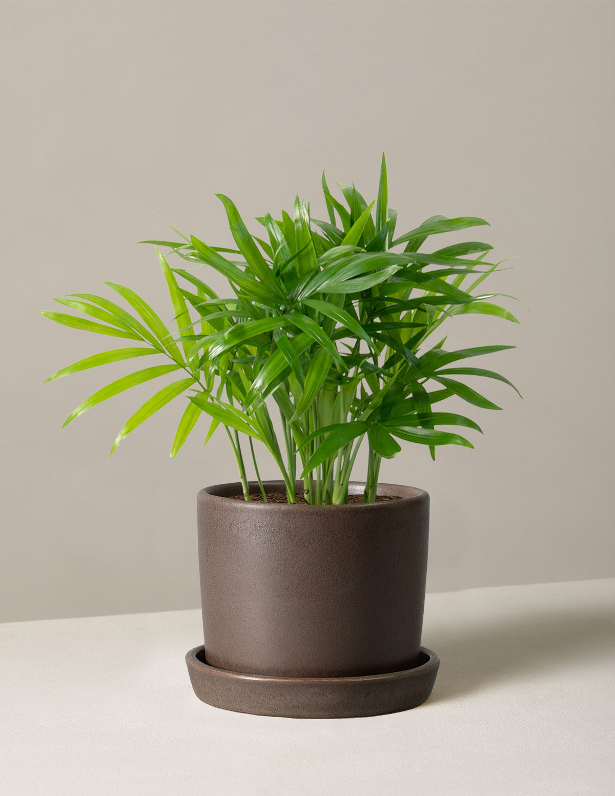 Parlor Palm (Salon Palmiyesi)