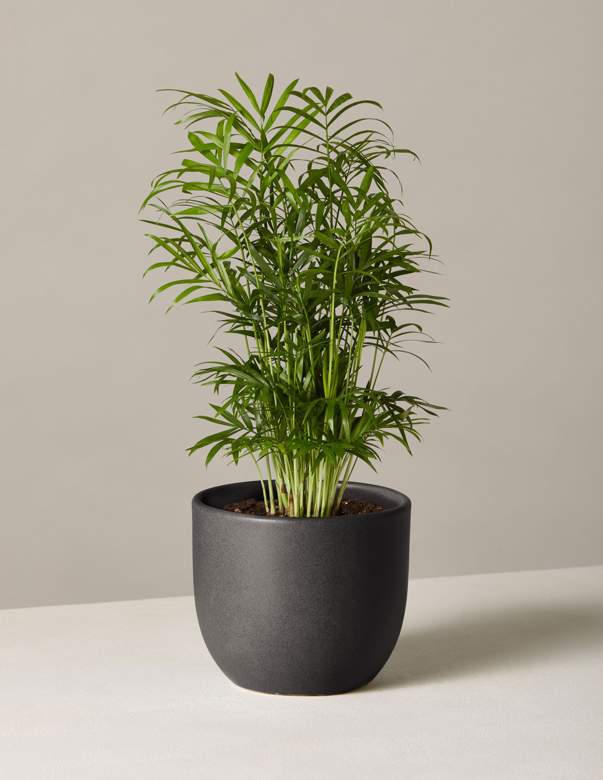 Parlor Palm (Salon Palmiyesi)