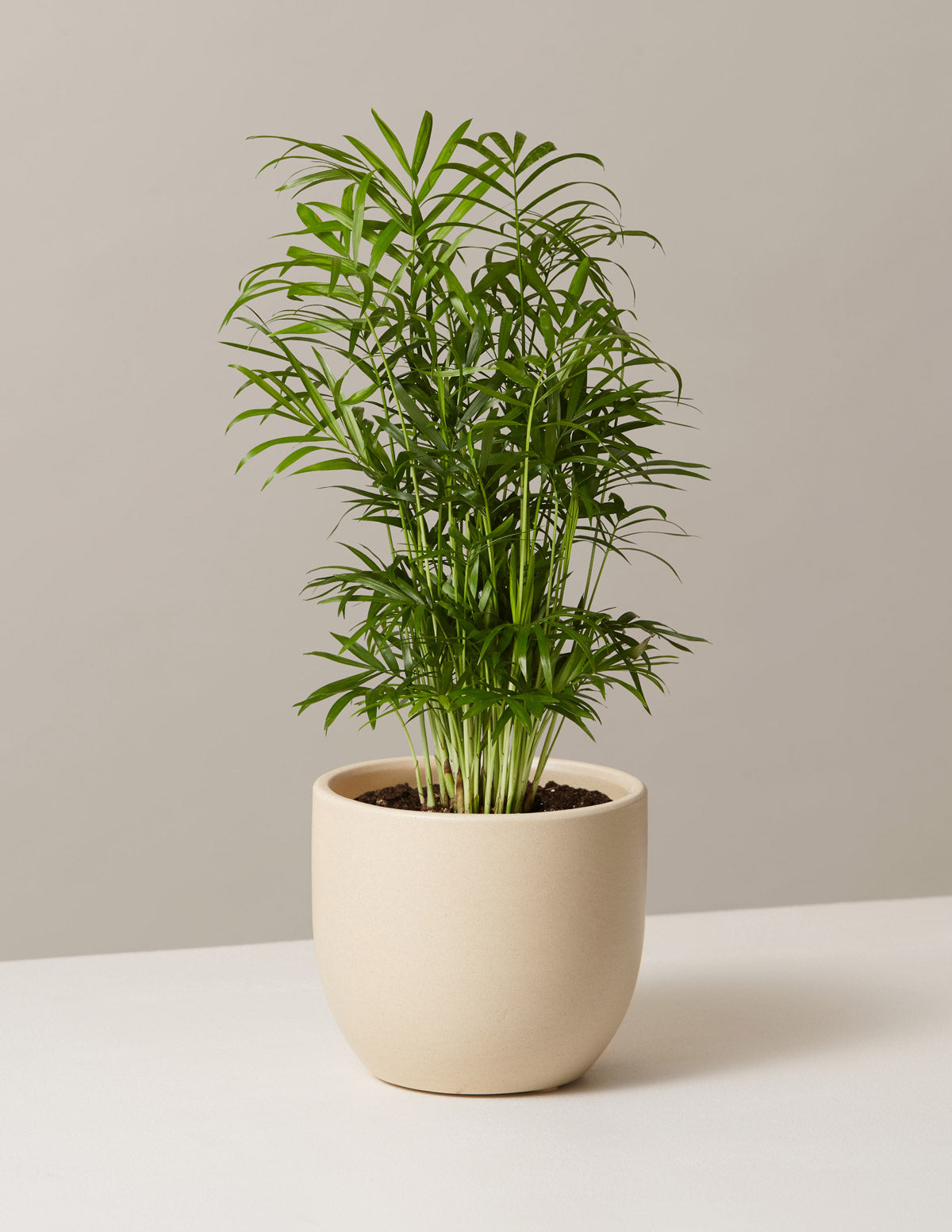 Parlor Palm (Salon Palmiyesi)