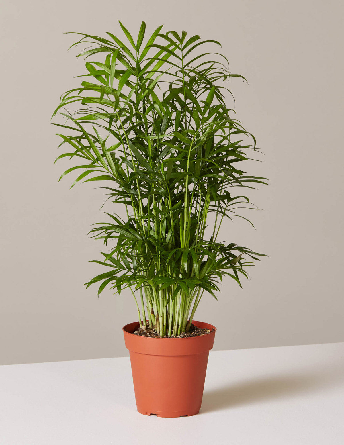 Parlor Palm (Salon Palmiyesi)