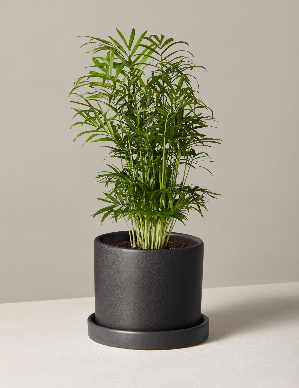 Parlor Palm (Salon Palmiyesi)