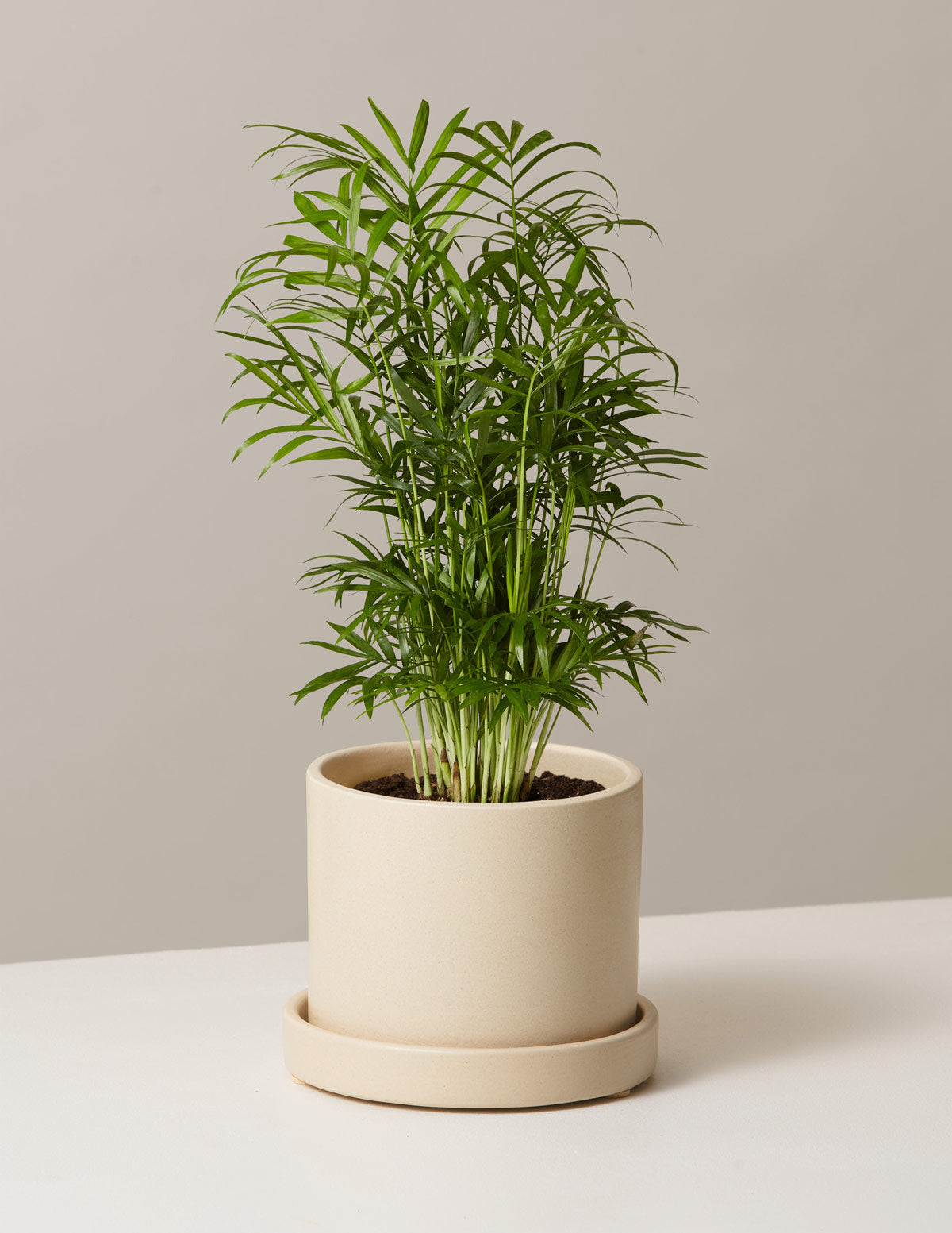 Parlor Palm (Salon Palmiyesi)