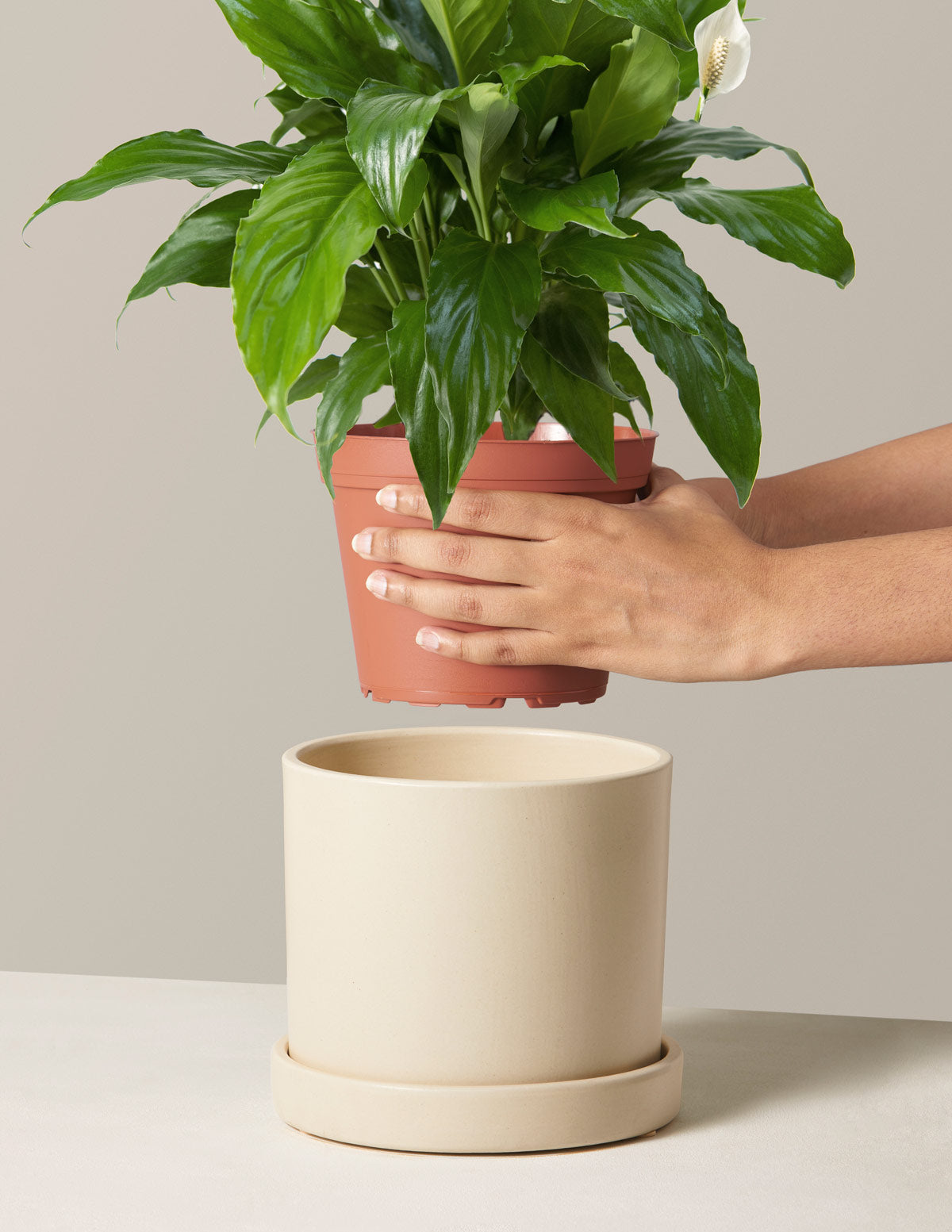 Barış Çiçeği (Peace Lily)