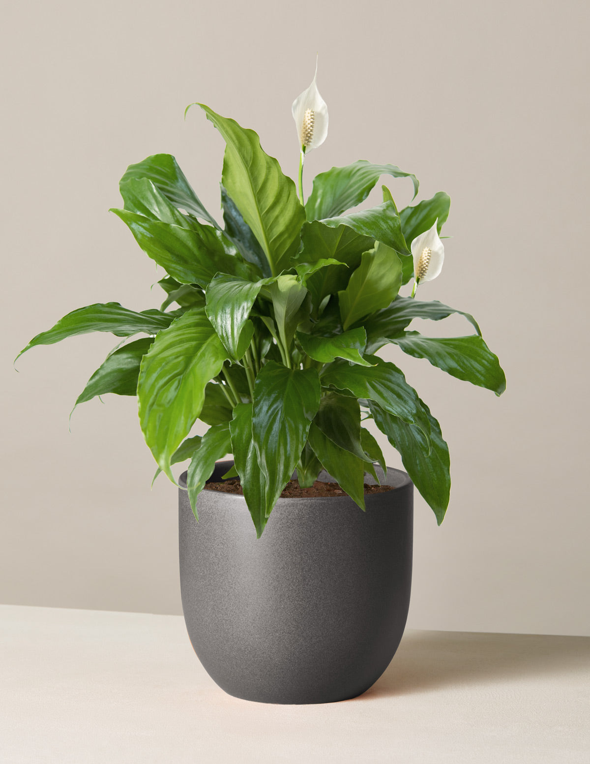 Barış Çiçeği (Peace Lily)