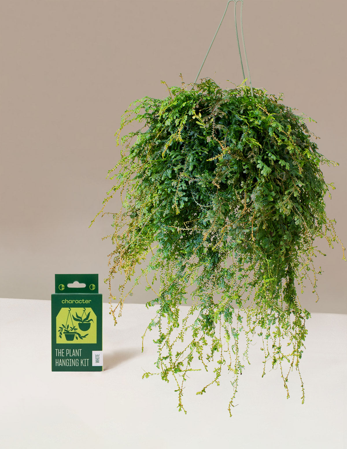 Tavus Kuşu Eğreltisi (Peacock Fern) Askılı Sepet