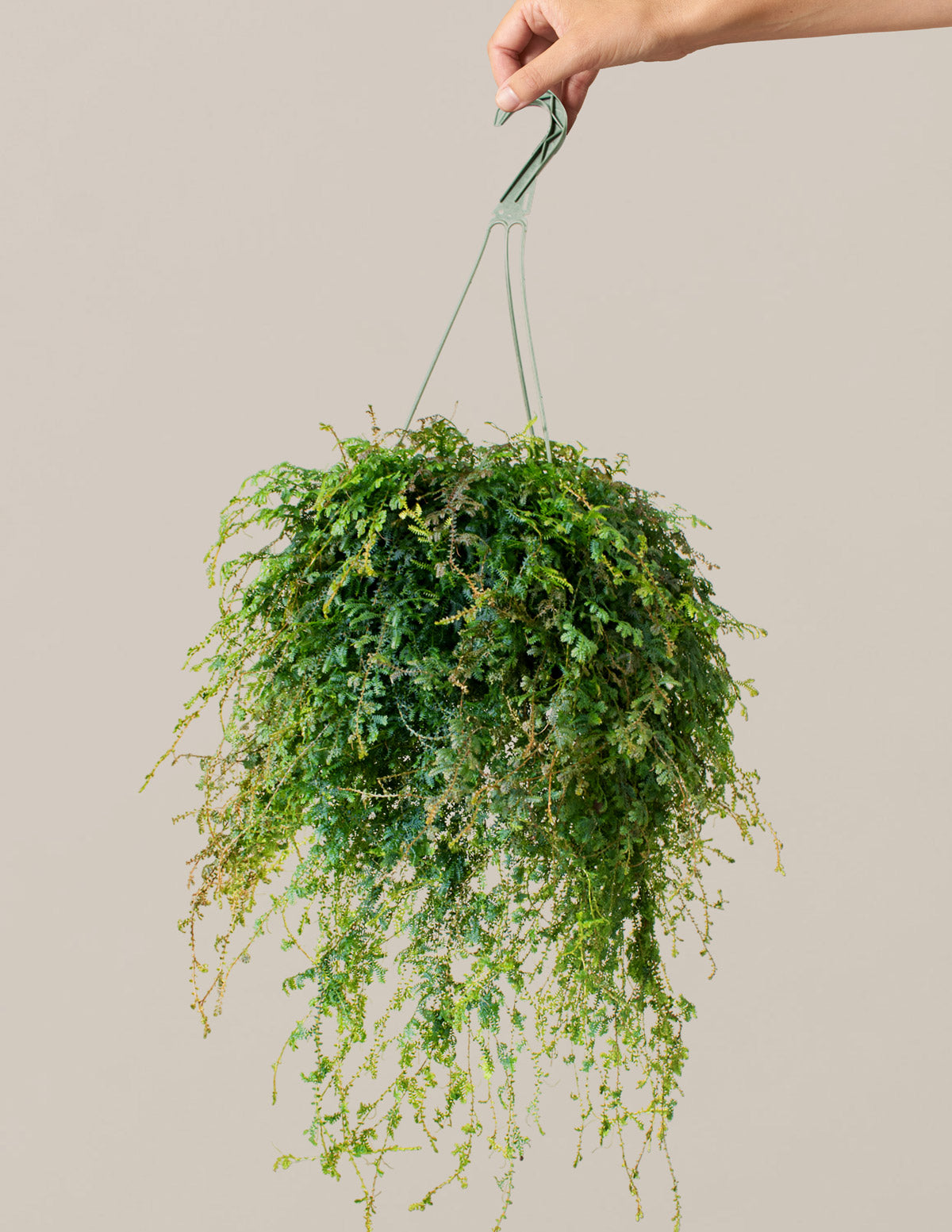 Tavus Kuşu Eğreltisi (Peacock Fern) Askılı Sepet