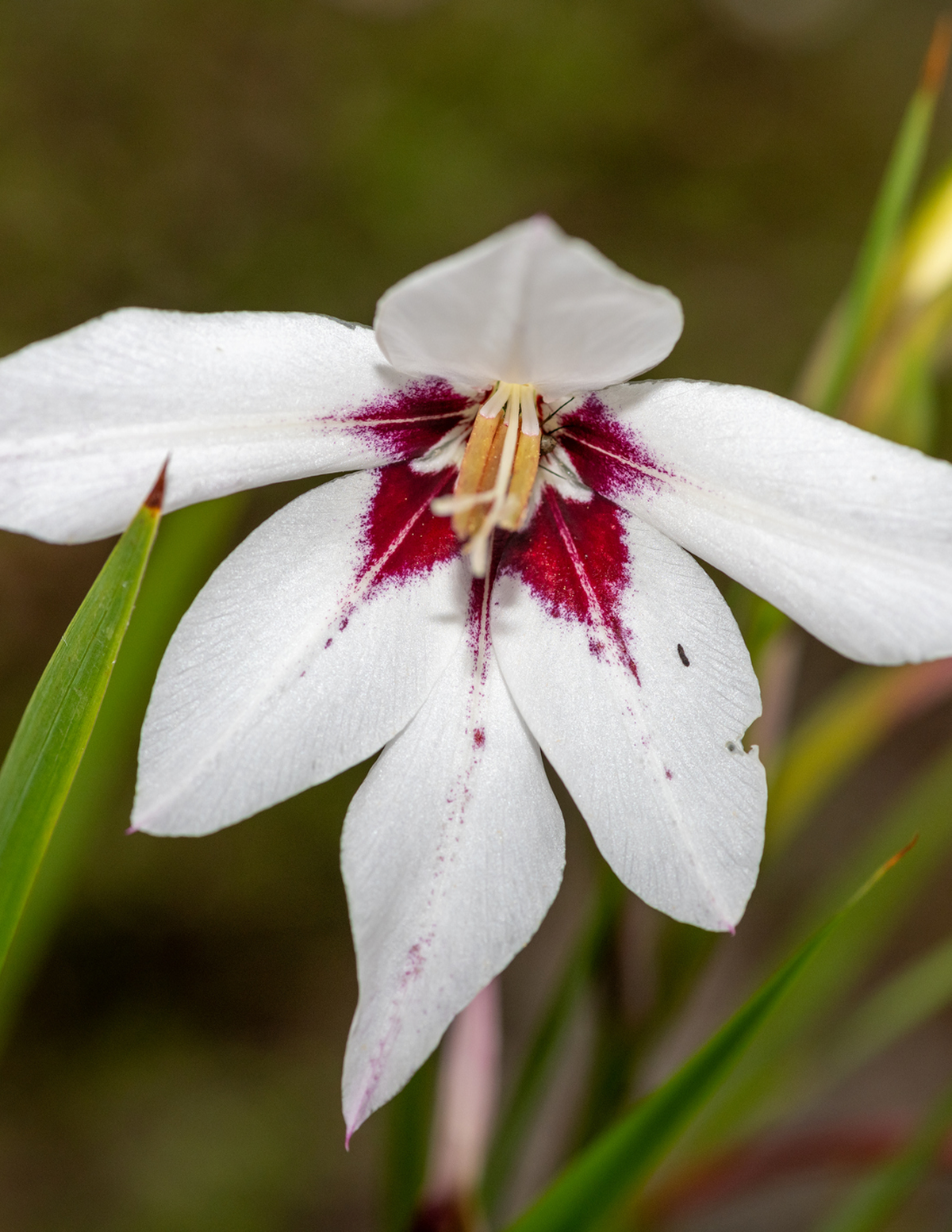 Peacock Orchid (Acidanthera murielae) Çiçek Soğanları