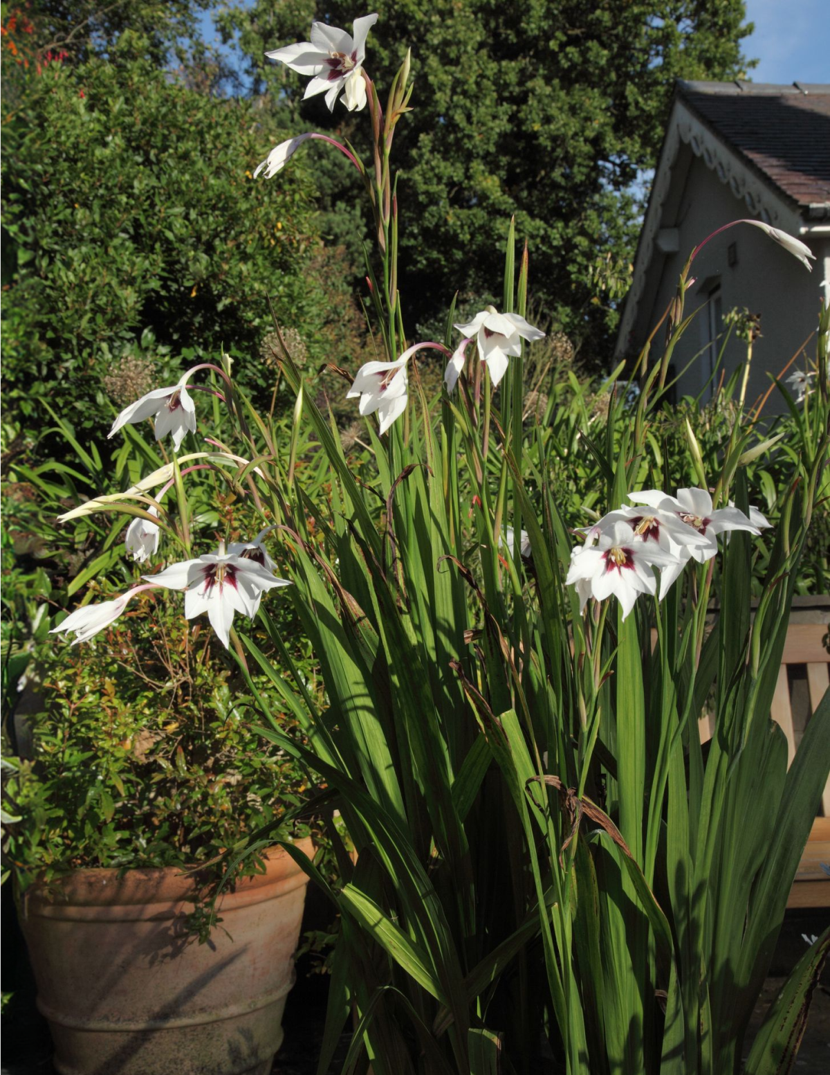 Peacock Orchid (Acidanthera murielae) Çiçek Soğanları