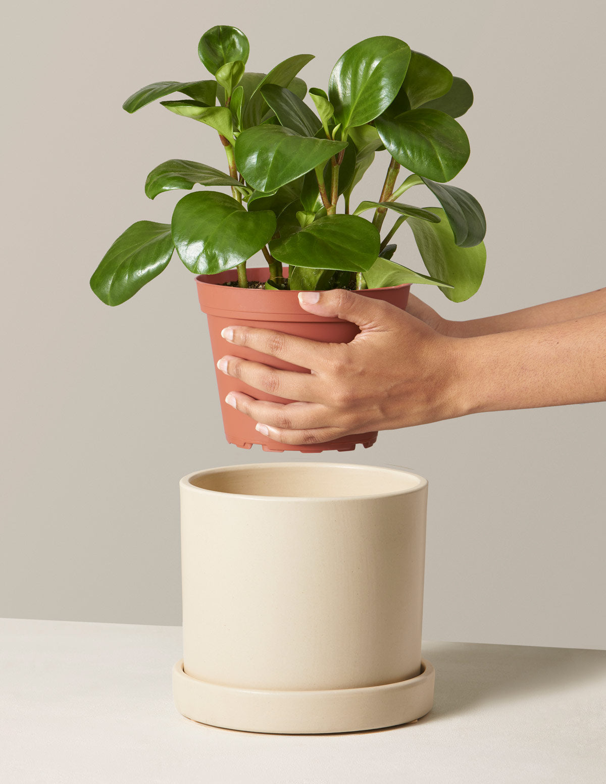 Doğum Günü Hediyesi Peperomia Green