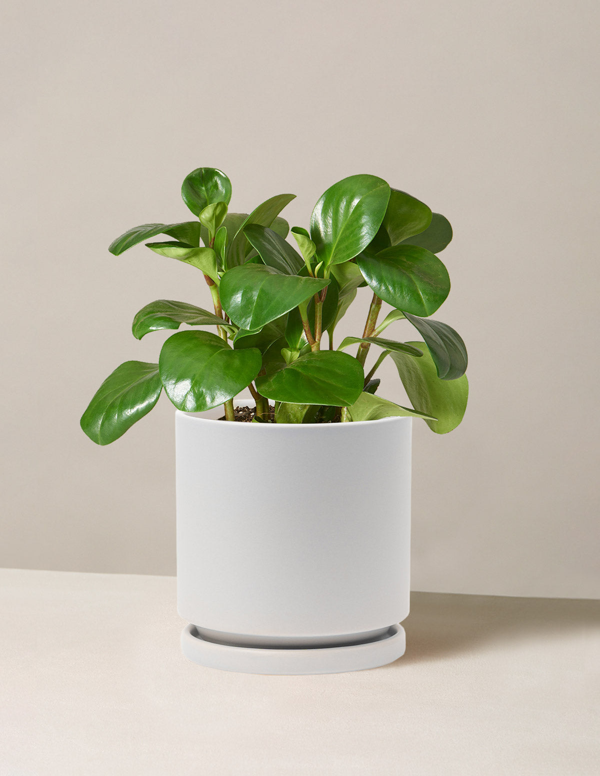 Baby Rubber Plant (Peperomia obtusifolia)
