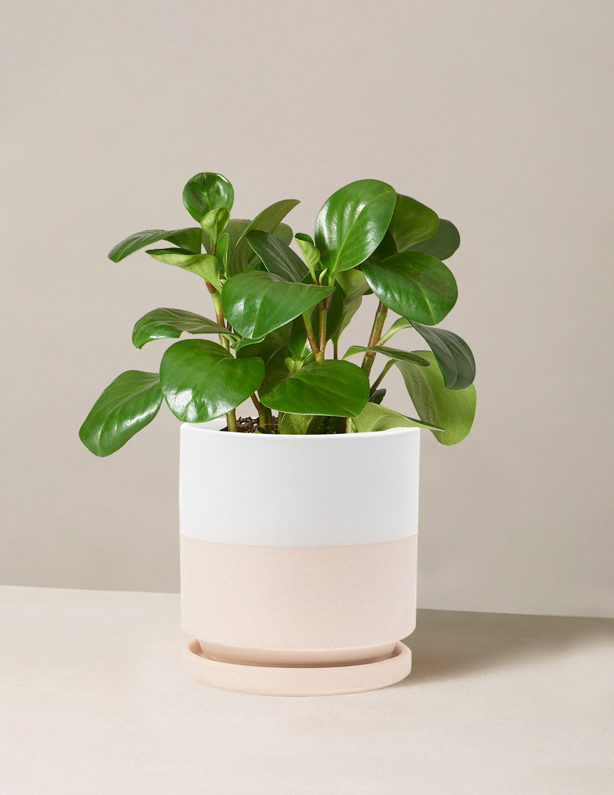 Baby Rubber Plant (Peperomia obtusifolia)