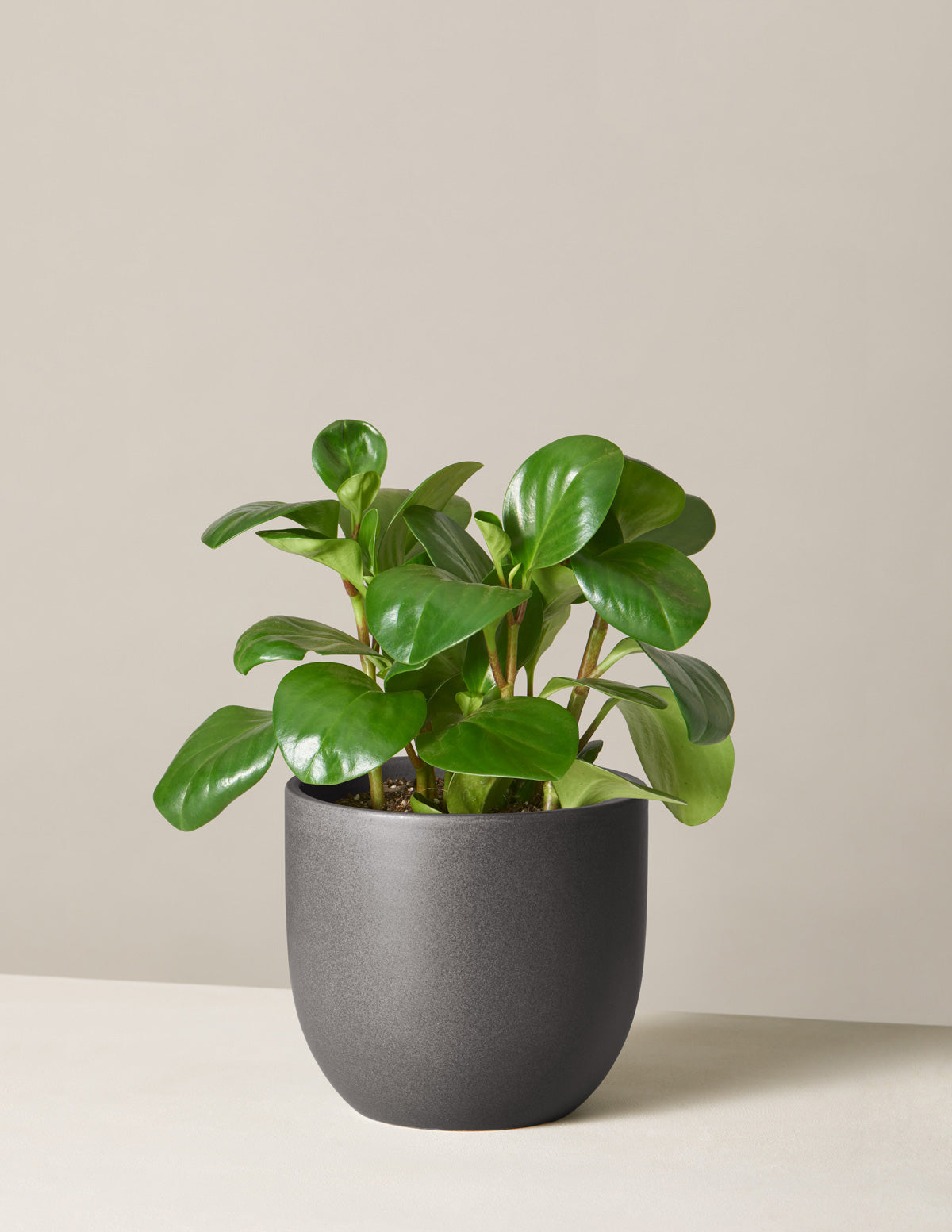 Baby Rubber Plant (Peperomia obtusifolia)