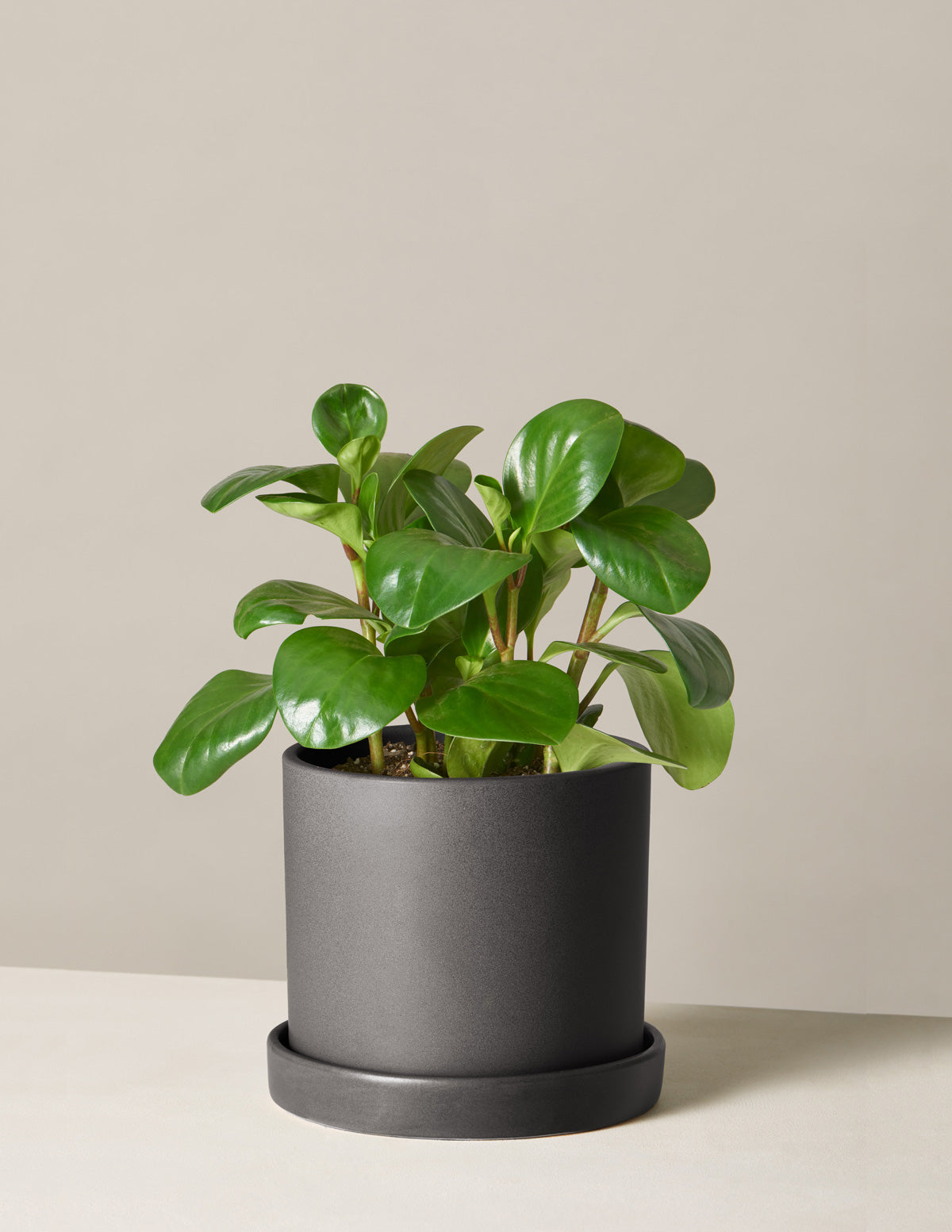 Baby Rubber Plant (Peperomia obtusifolia)
