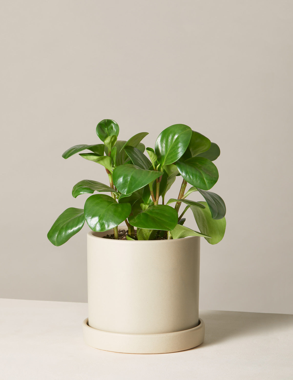 Baby Rubber Plant (Peperomia obtusifolia)