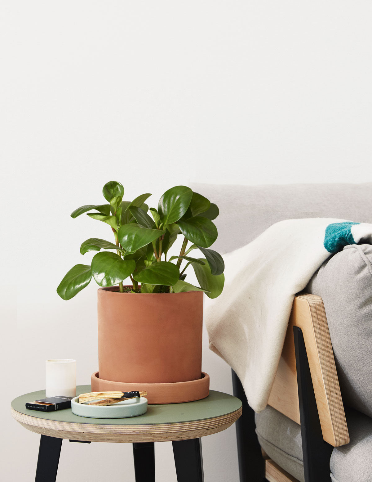 Baby Rubber Plant (Peperomia obtusifolia)