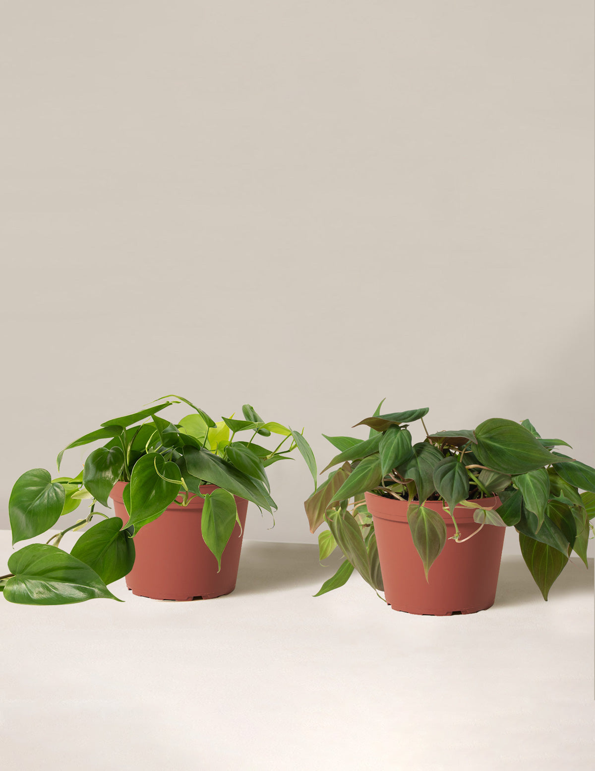 Philodendron İkilisi