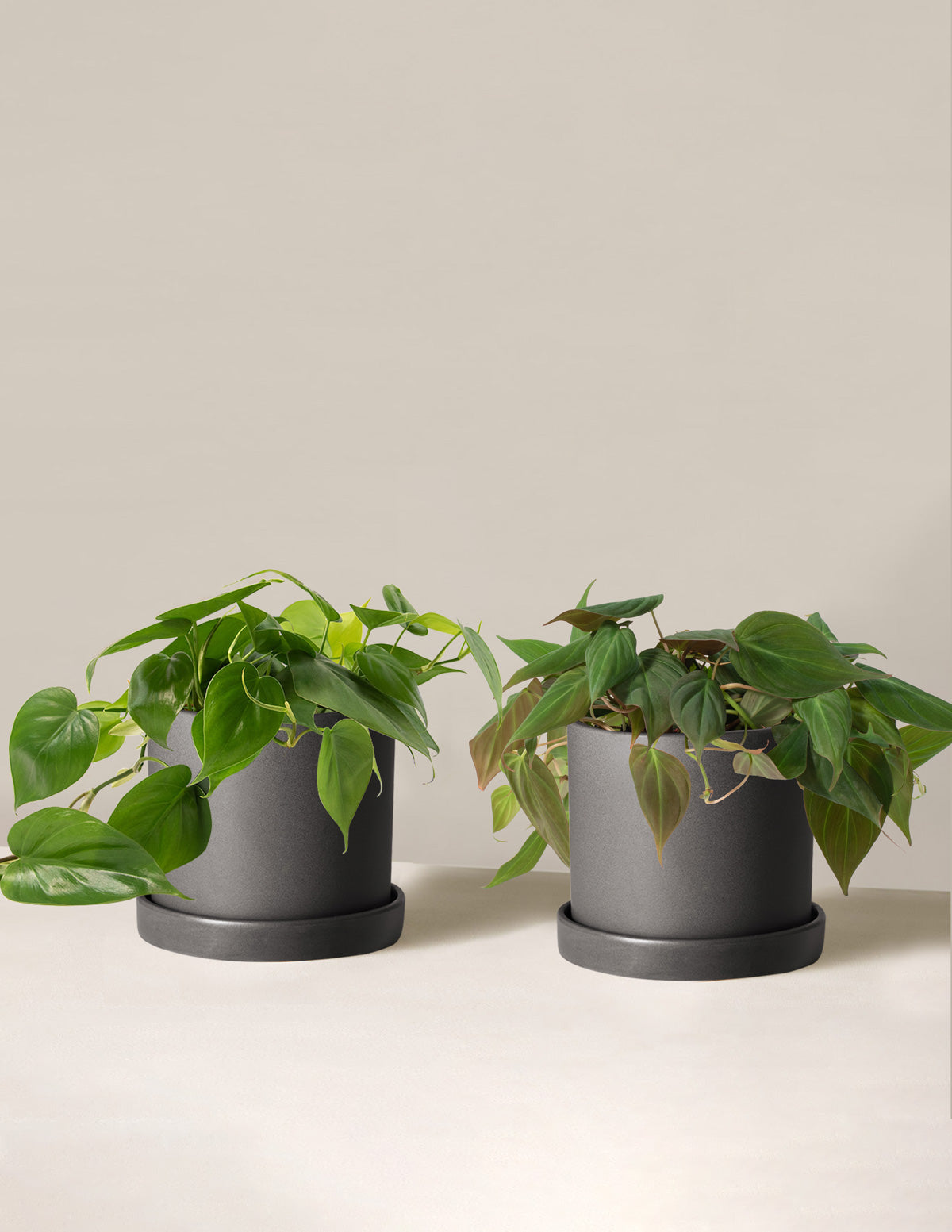Philodendron İkilisi