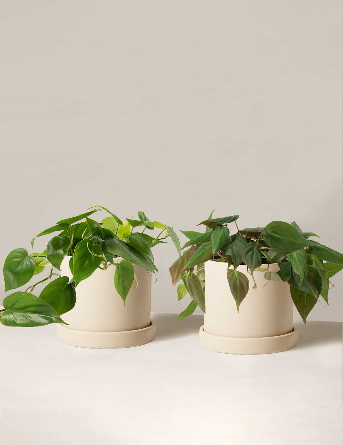 Philodendron İkilisi