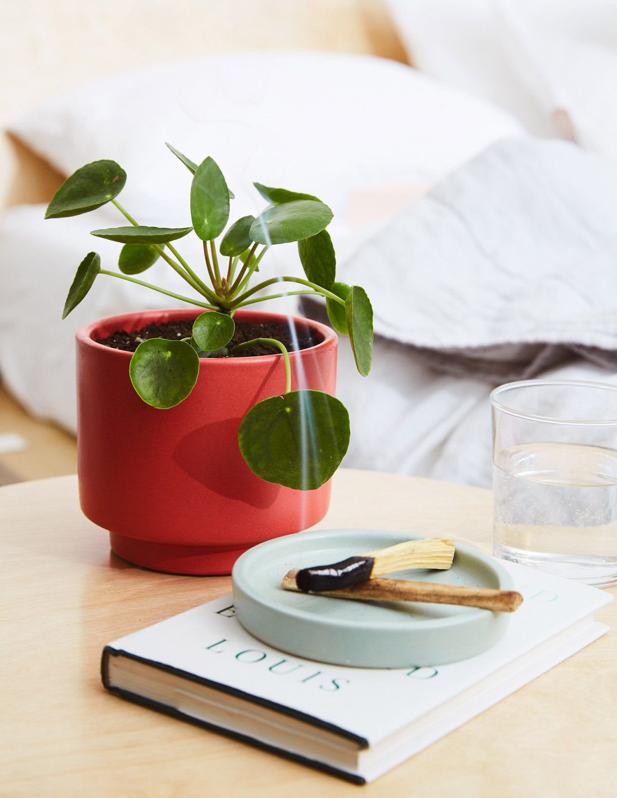 Pilea Peperomioides