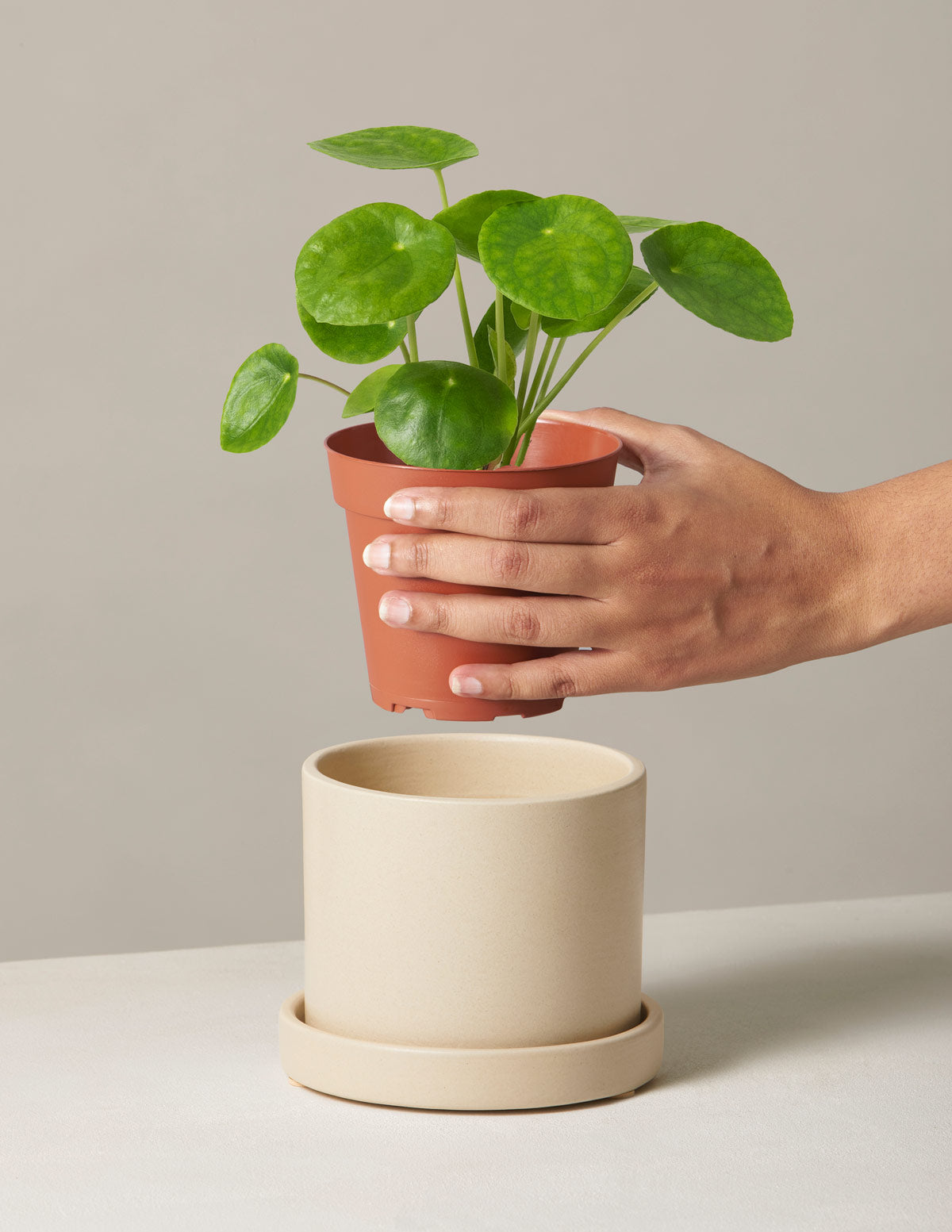 Pilea Peperomioides