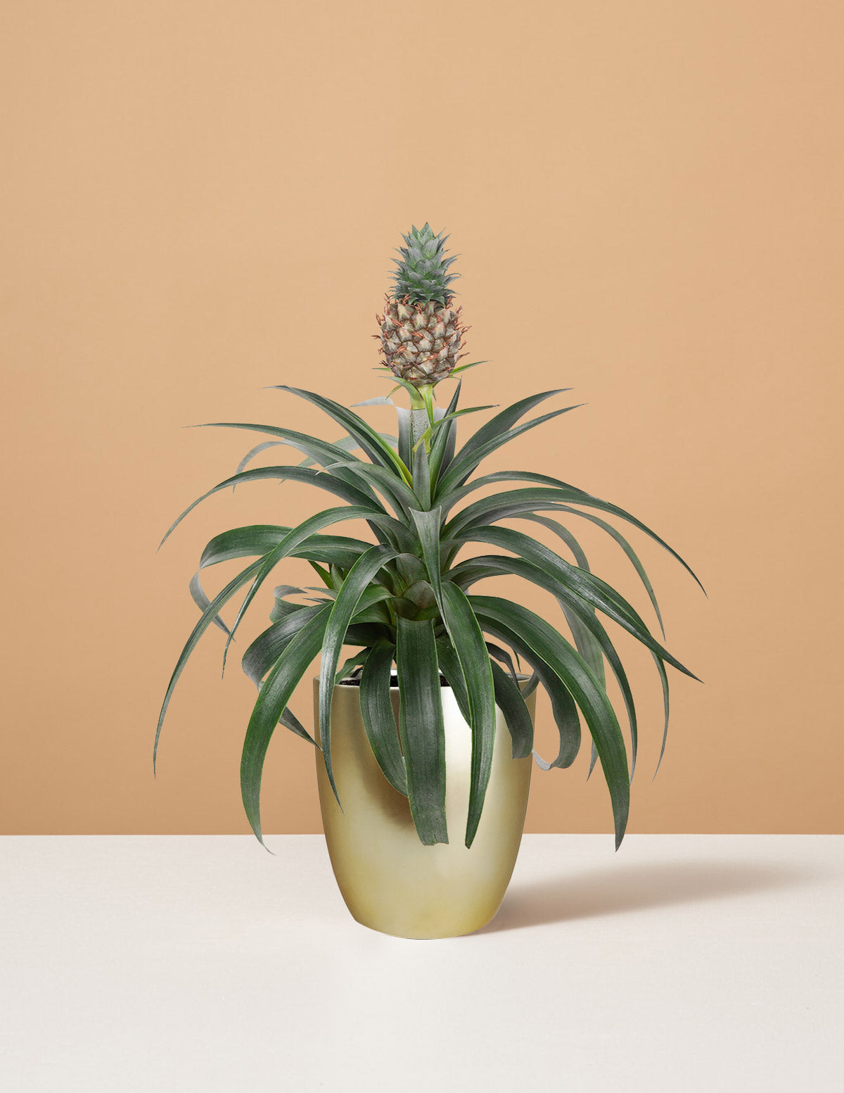 Ananas Bitkisi