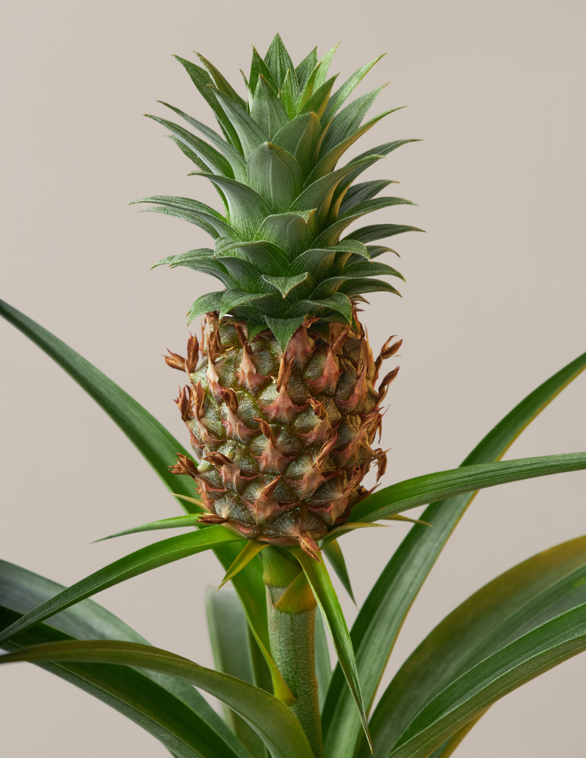 Ananas Bitkisi