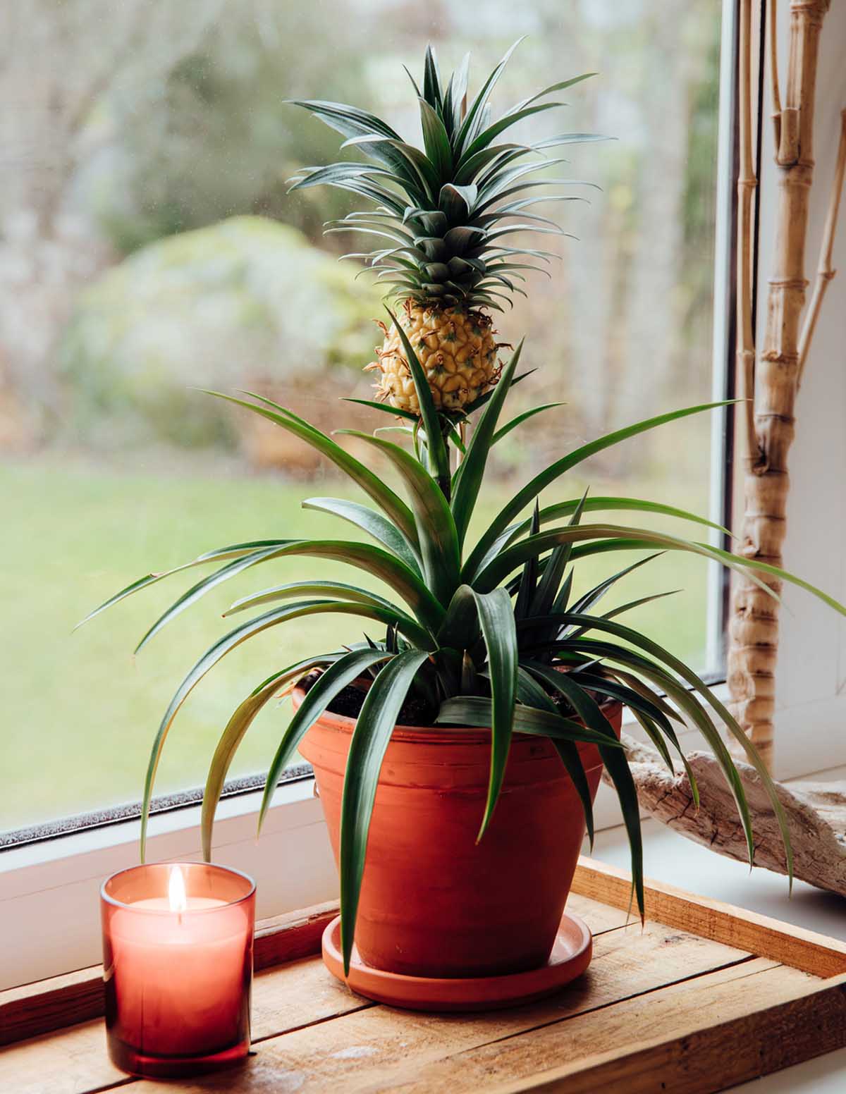 Ananas Bitkisi