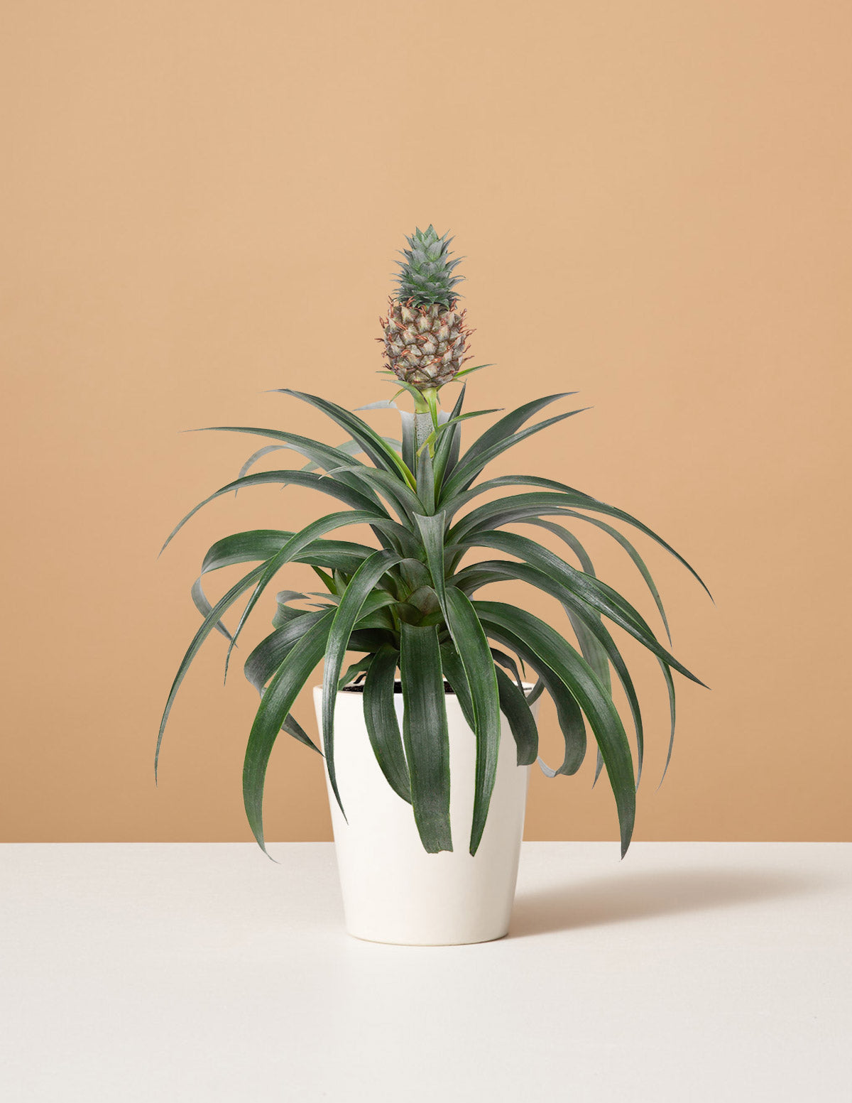 Ananas Bitkisi
