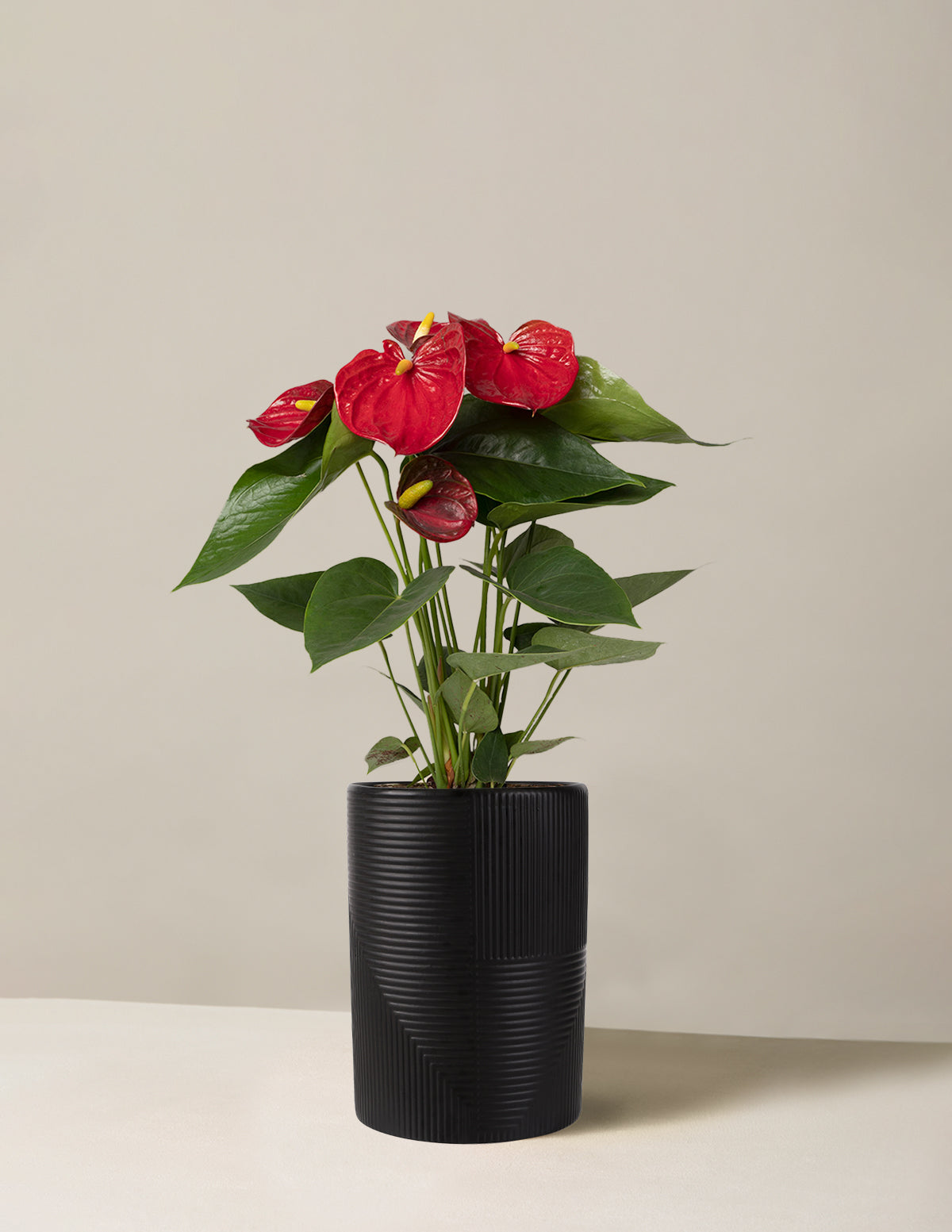 Kırmızı Anthurium