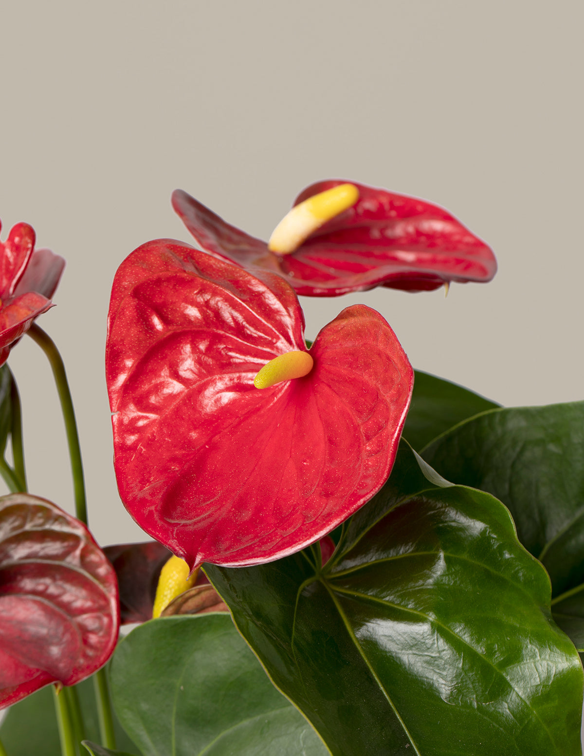 Kırmızı Anthurium