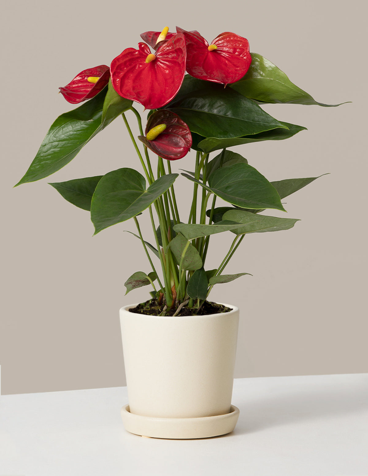 Kırmızı Anthurium