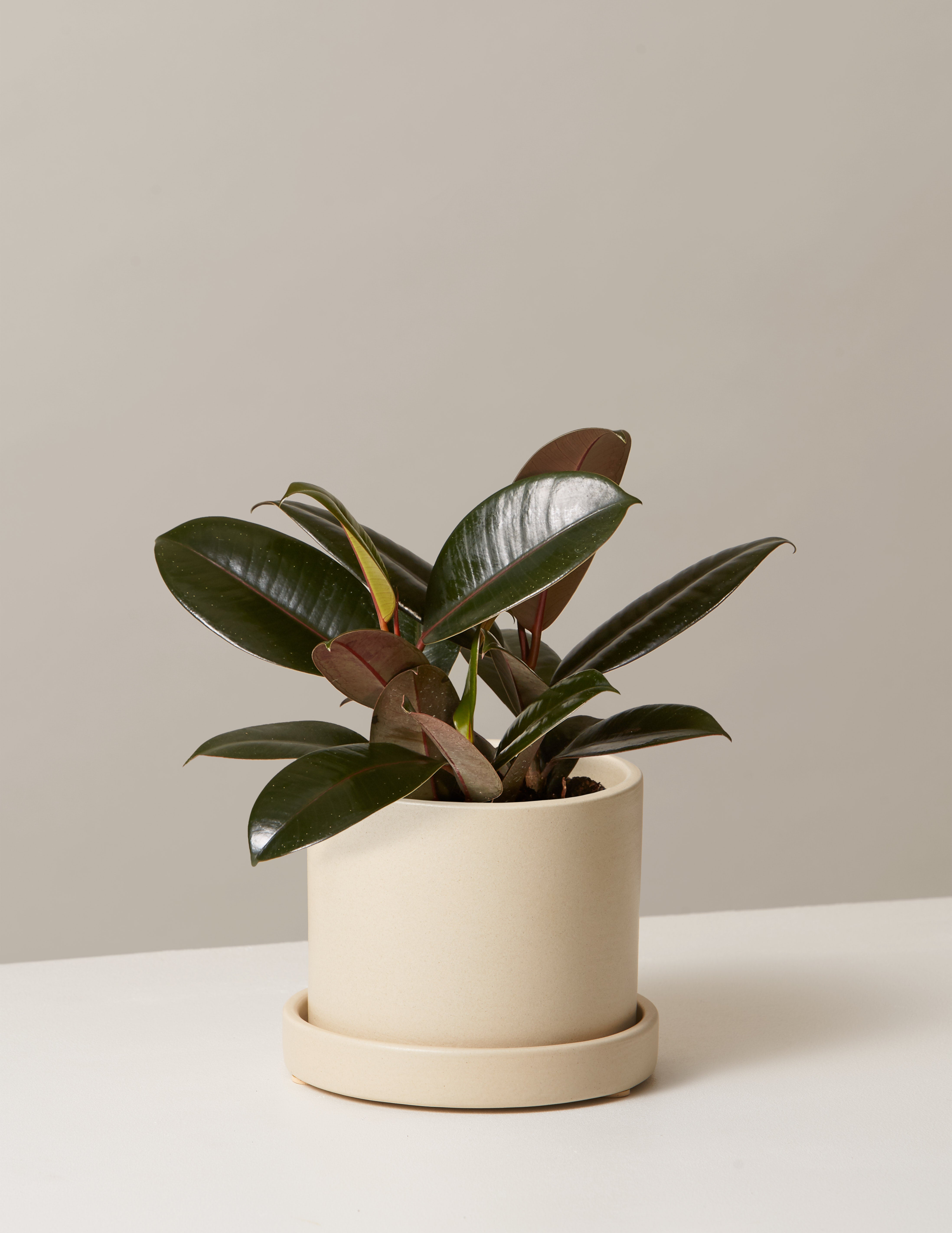 Ficus Burgundy Kauçuk Bitkisi