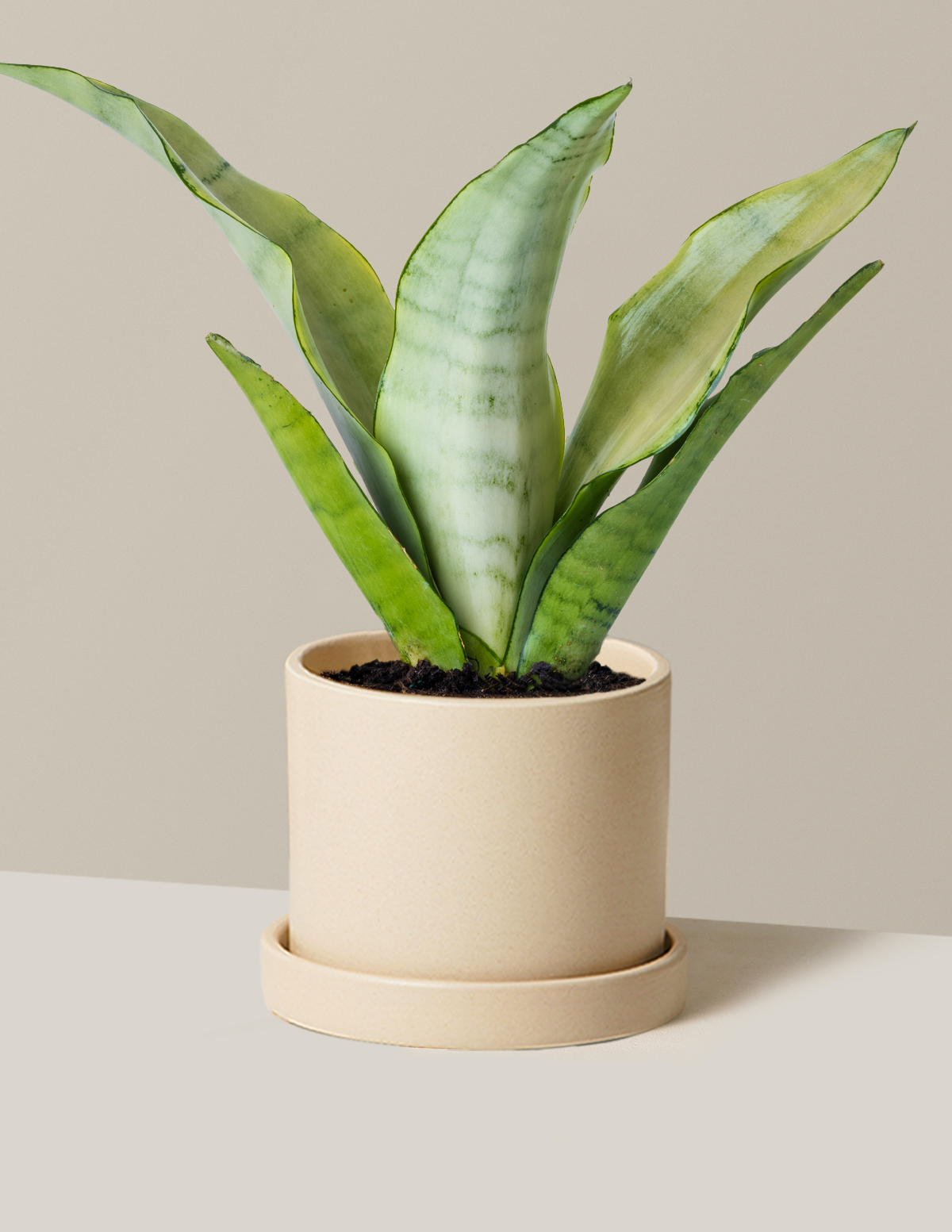 Moonshine Paşa Kılıcı