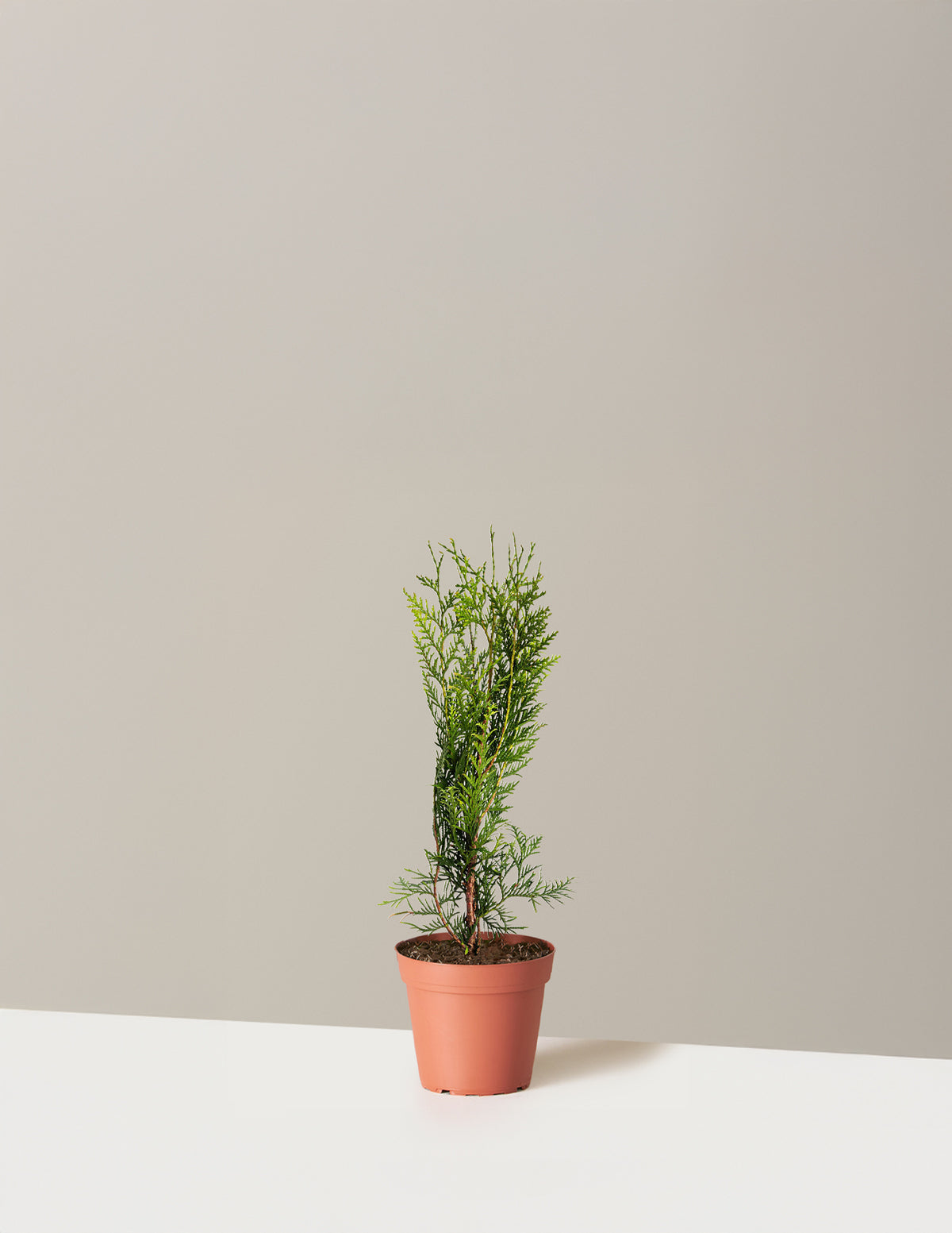 Thuja Green Giant (Dev Mazı)
