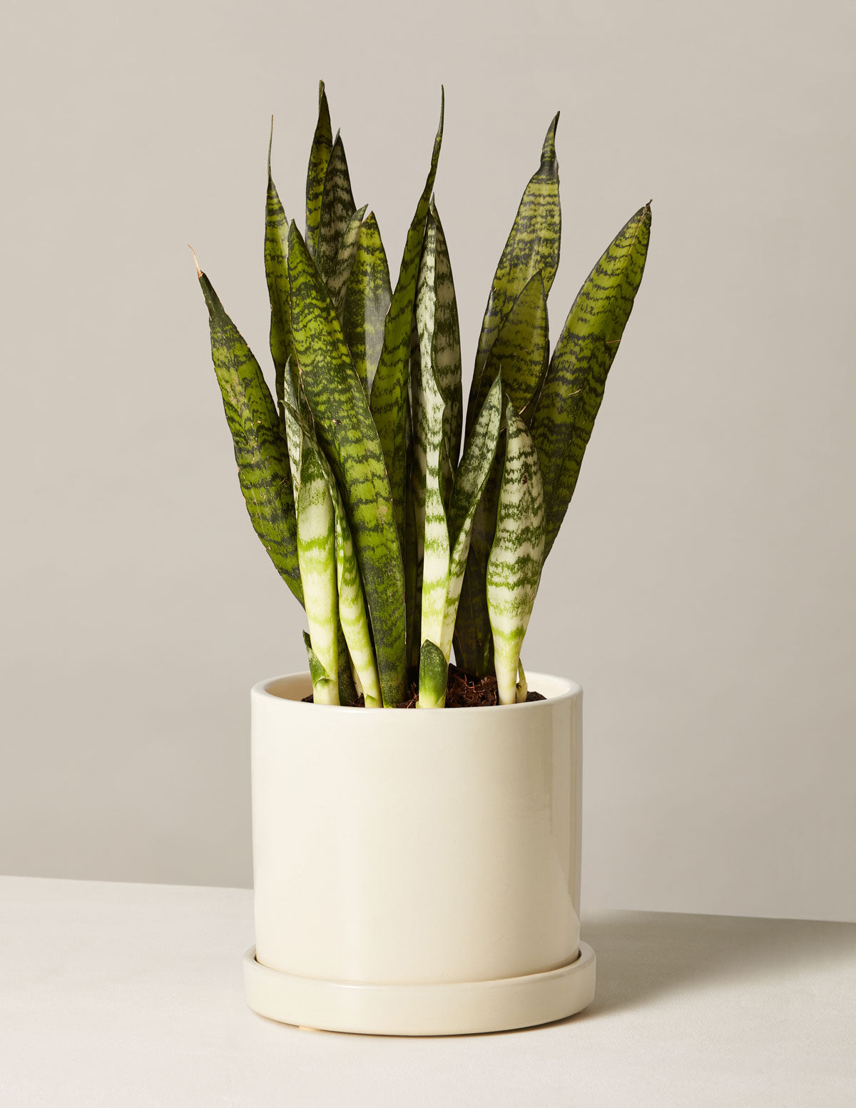 Paşa Kılıcı (Snake Plant) Zeylanica