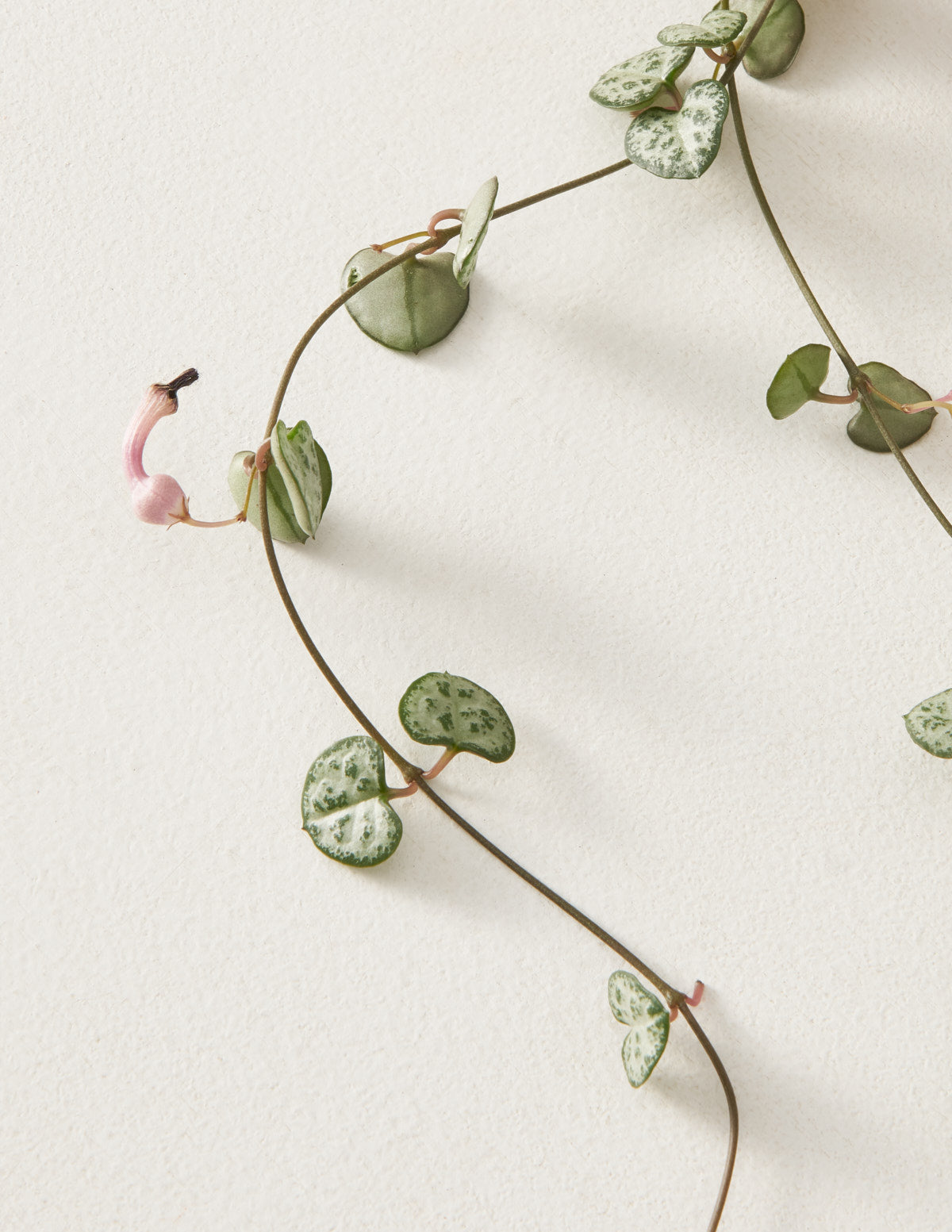 String of Hearts (Kalp Kalbe Karşı)