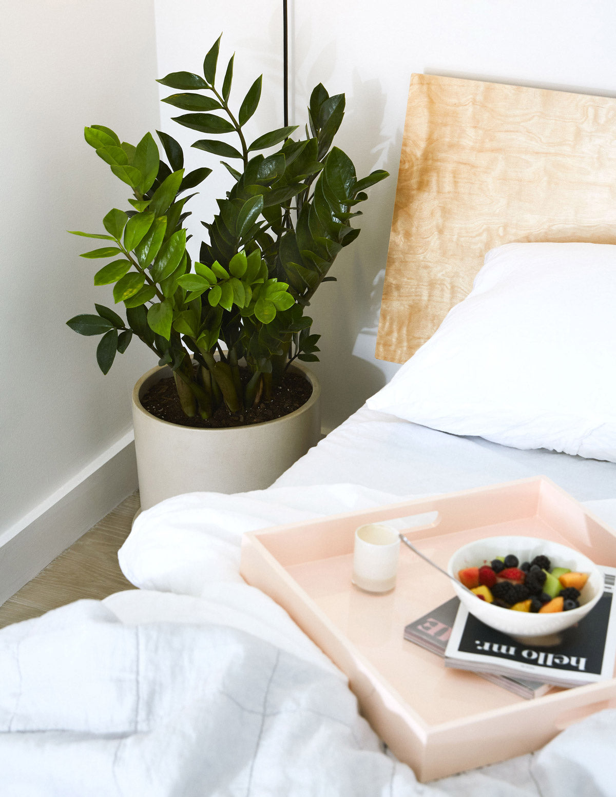 ZZ Bitkisi (Zamioculcas zamiifolia)