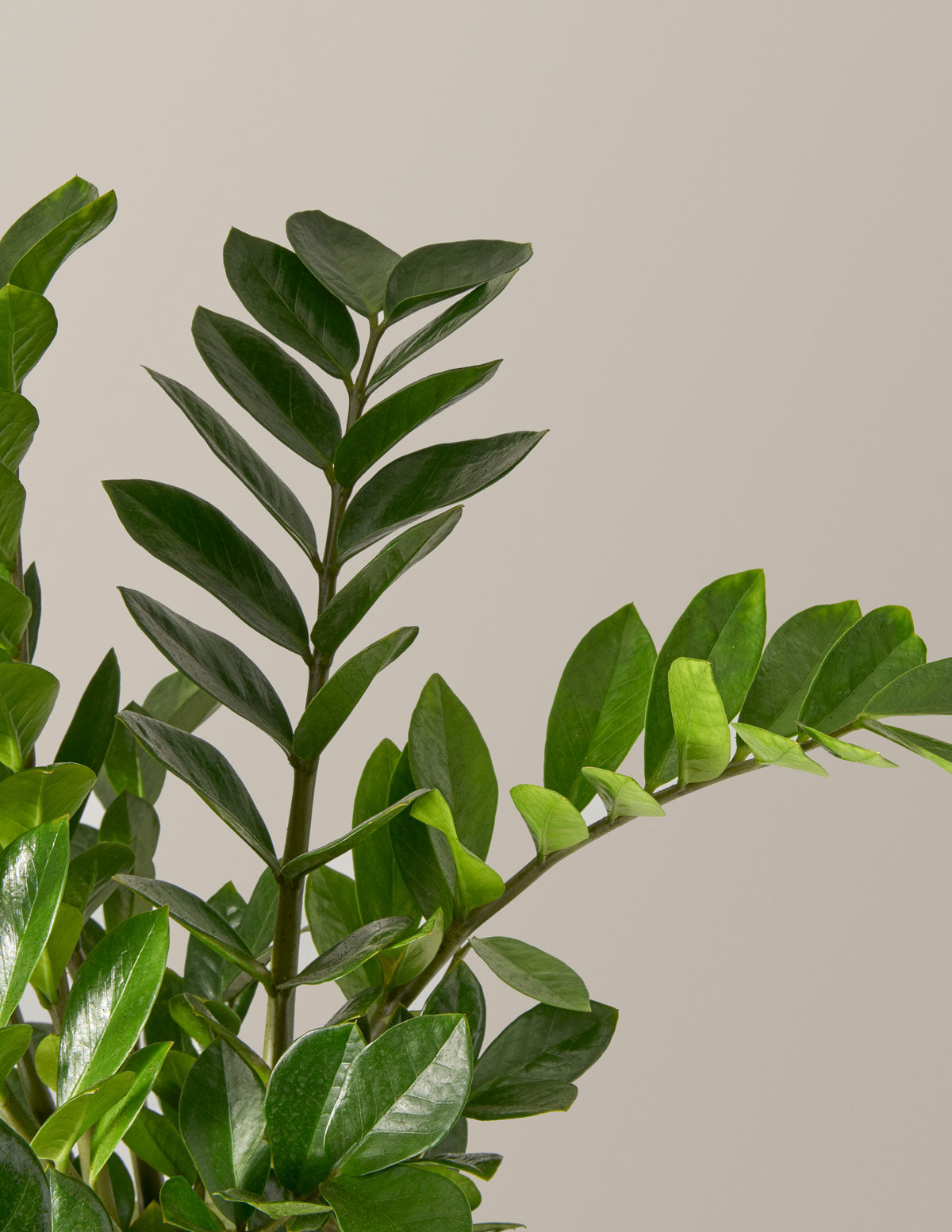 ZZ Bitkisi (Zamioculcas zamiifolia)