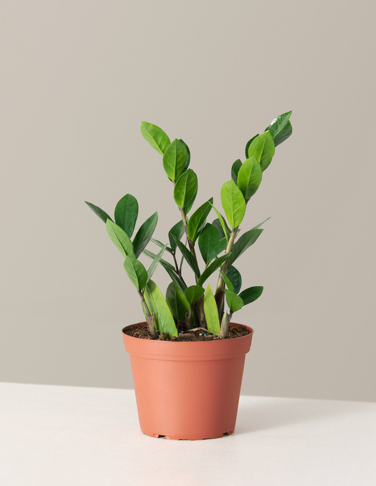 ZZ Bitkisi (Zamioculcas zamiifolia)