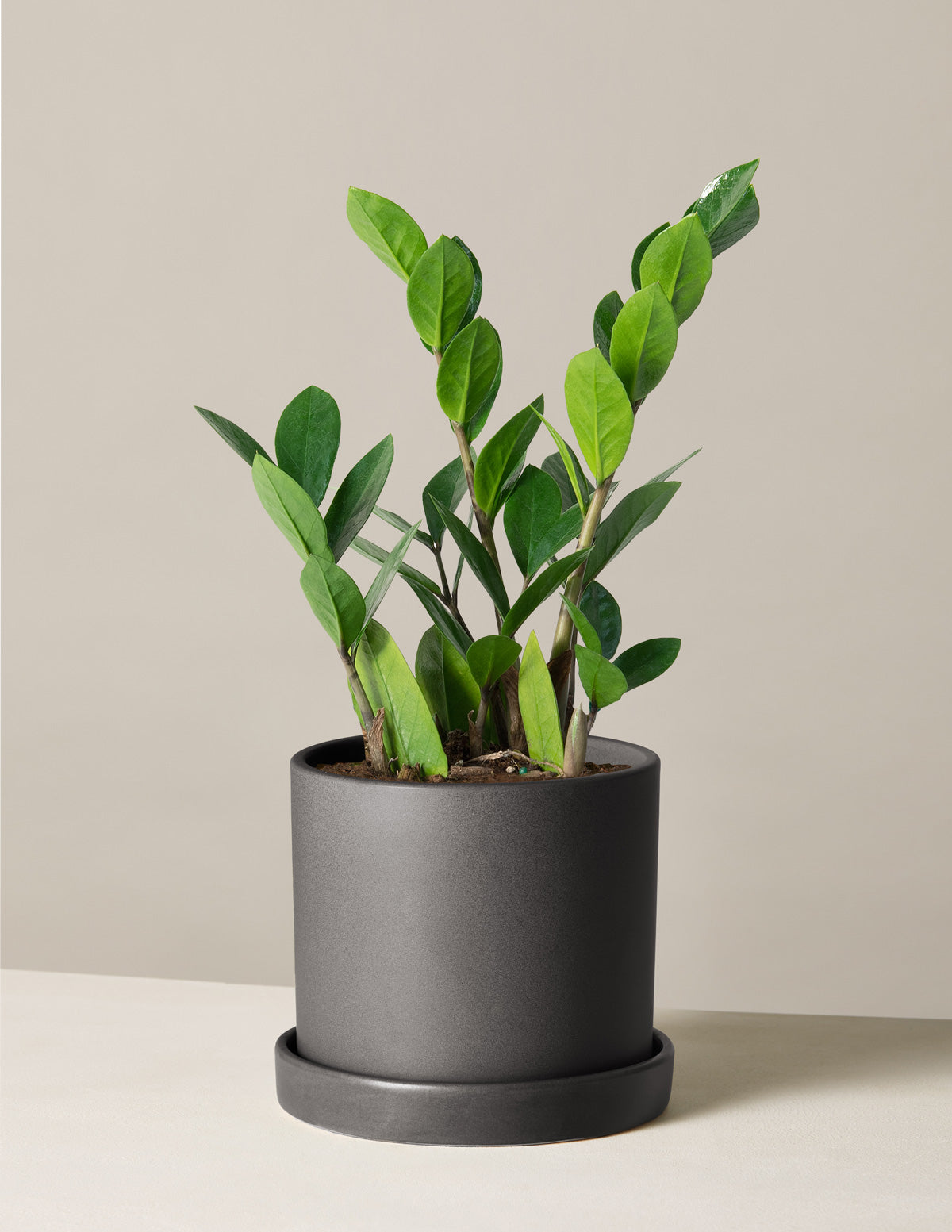 ZZ Bitkisi (Zamioculcas zamiifolia)