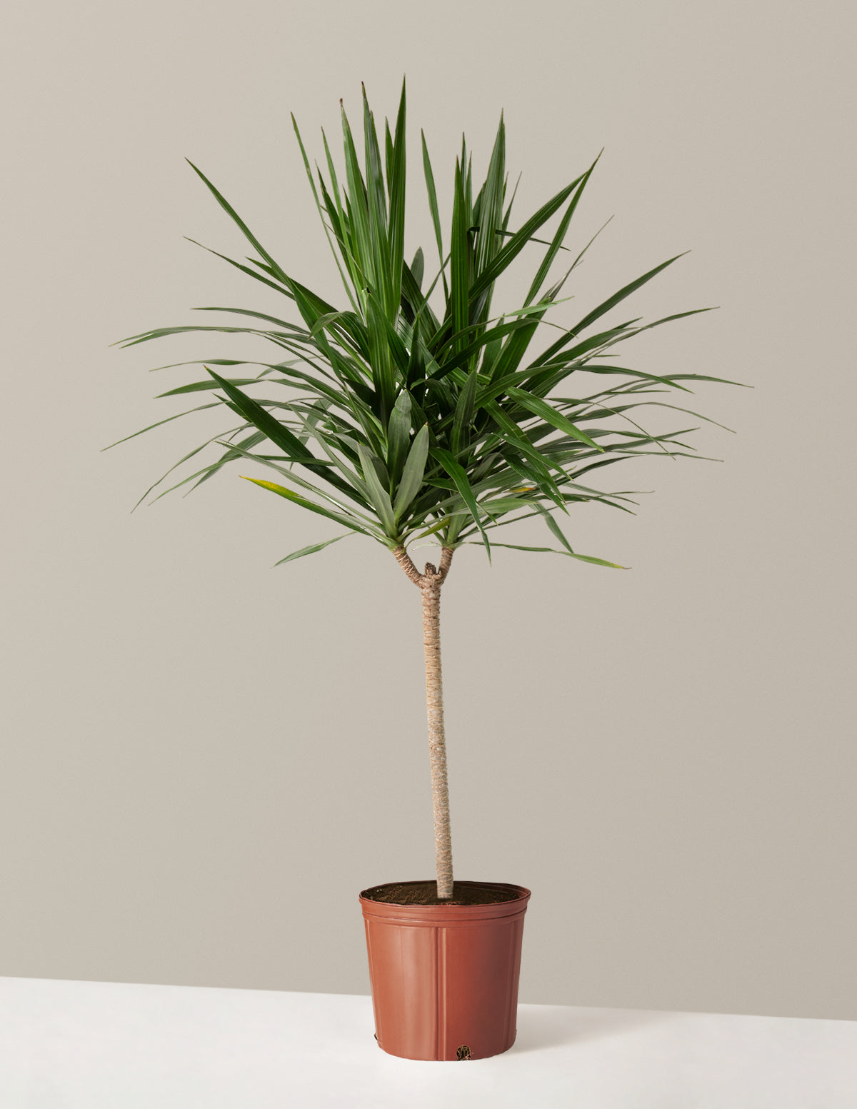 Büyük Boy Dracaena Tarzan